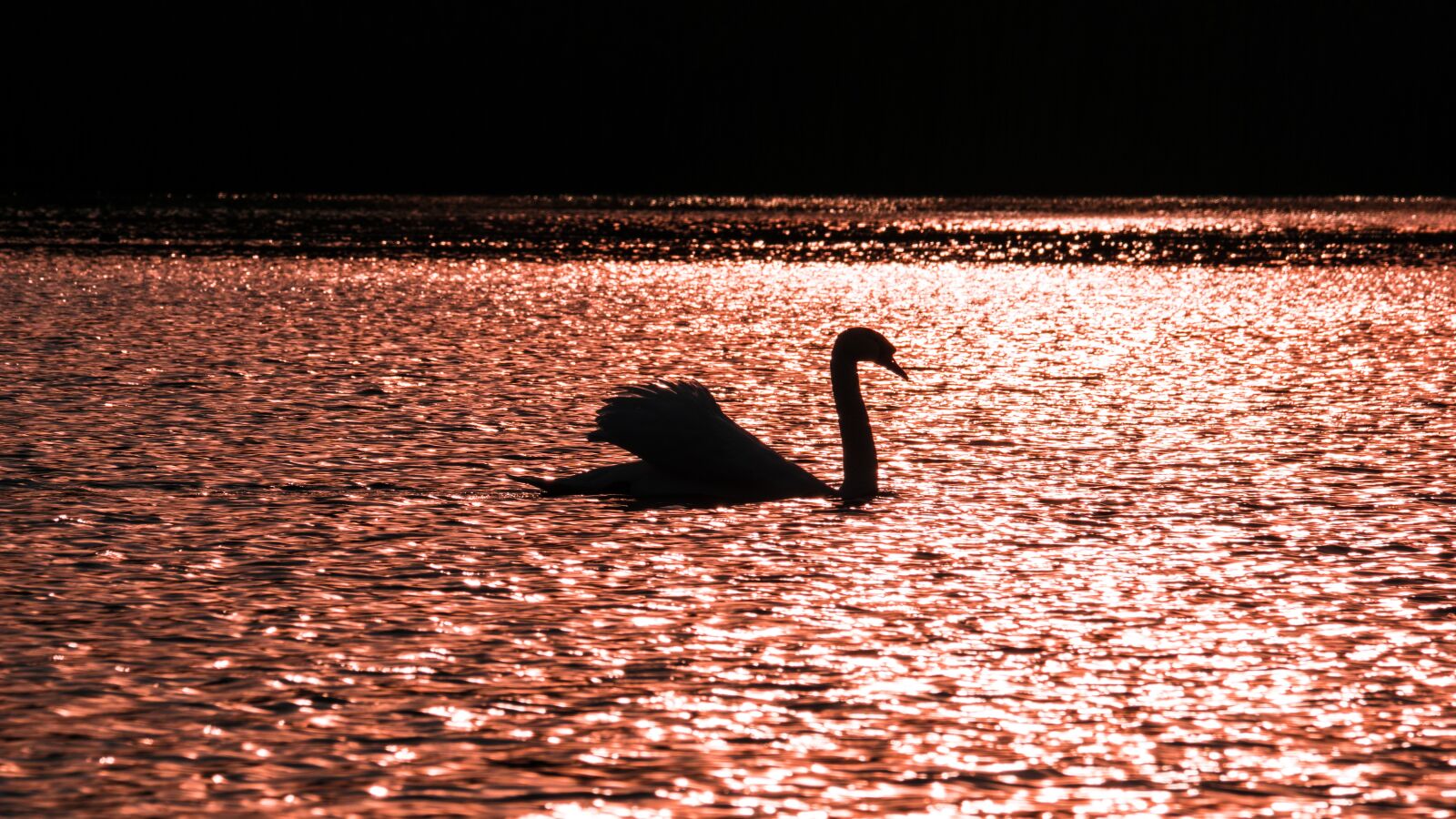 Sony 70-300mm F4.5-5.6 G SSM sample photo. Bird, lake, nature, sunset photography