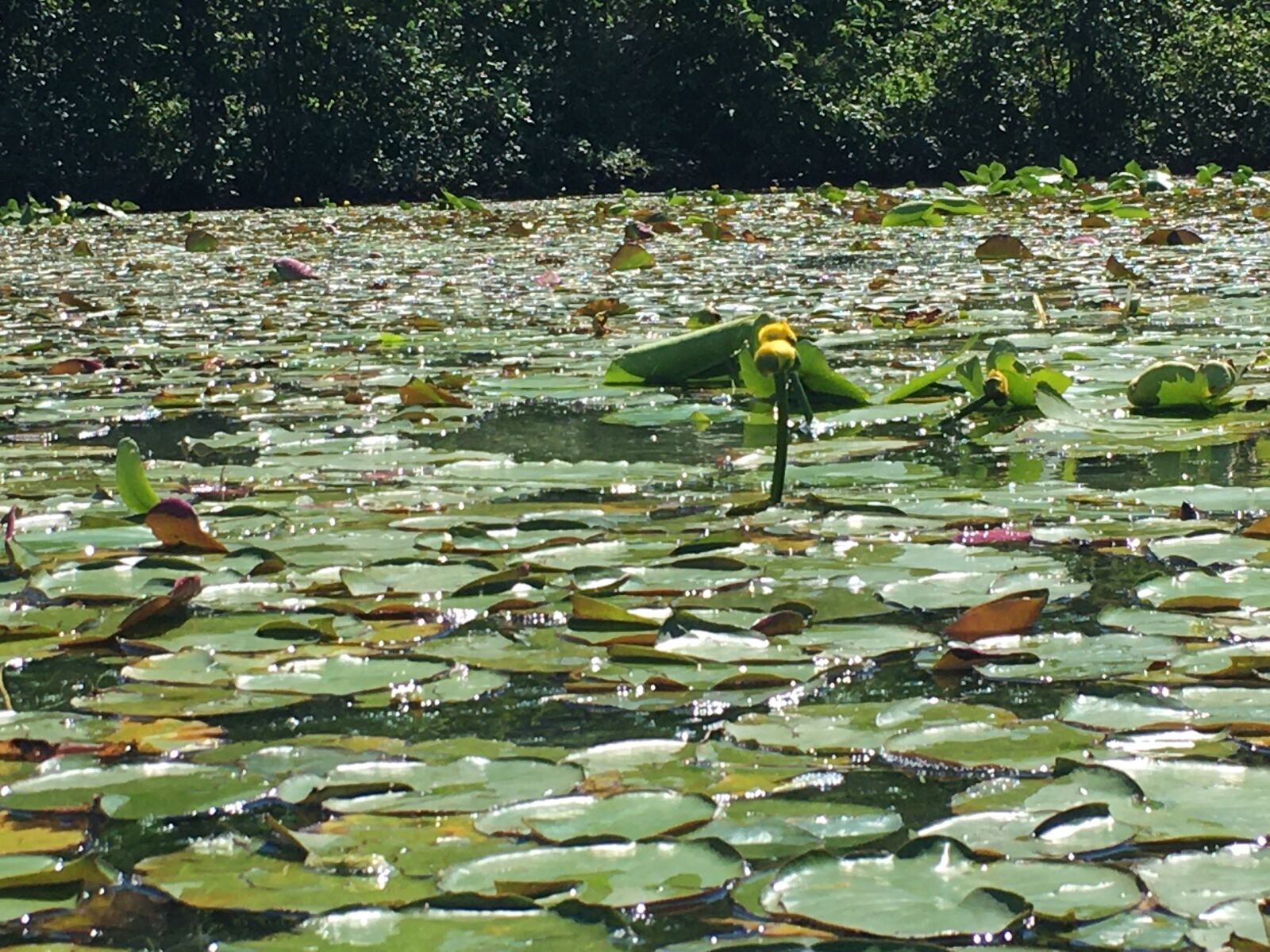 iPhone 6s back camera 4.15mm f/2.2 sample photo. Flower, lac, lake photography