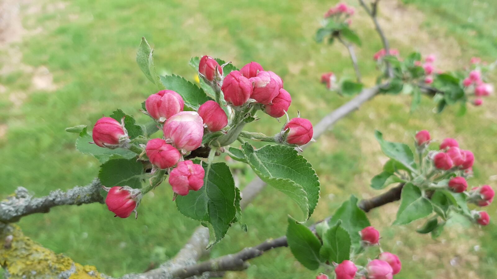 Samsung Galaxy A50 sample photo. Spring, apple, flowers photography