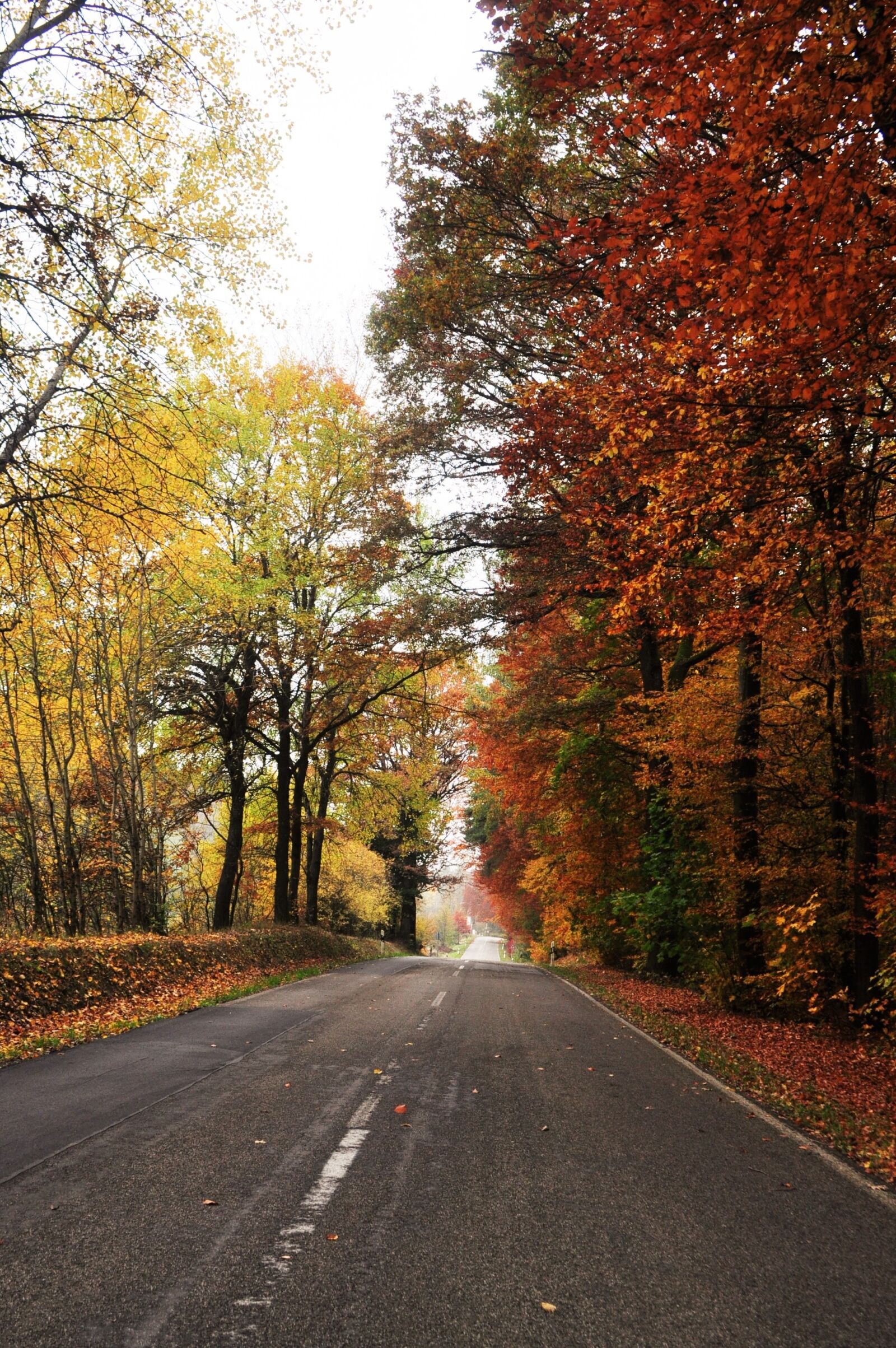 Nikon D5000 sample photo. Road, autumn, autumn landscape photography