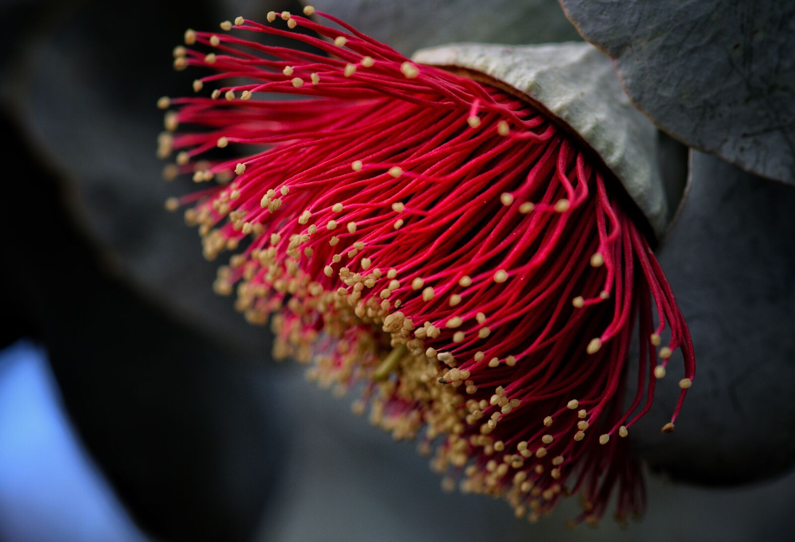 Nikon D3300 sample photo. Flower, australian, flora photography