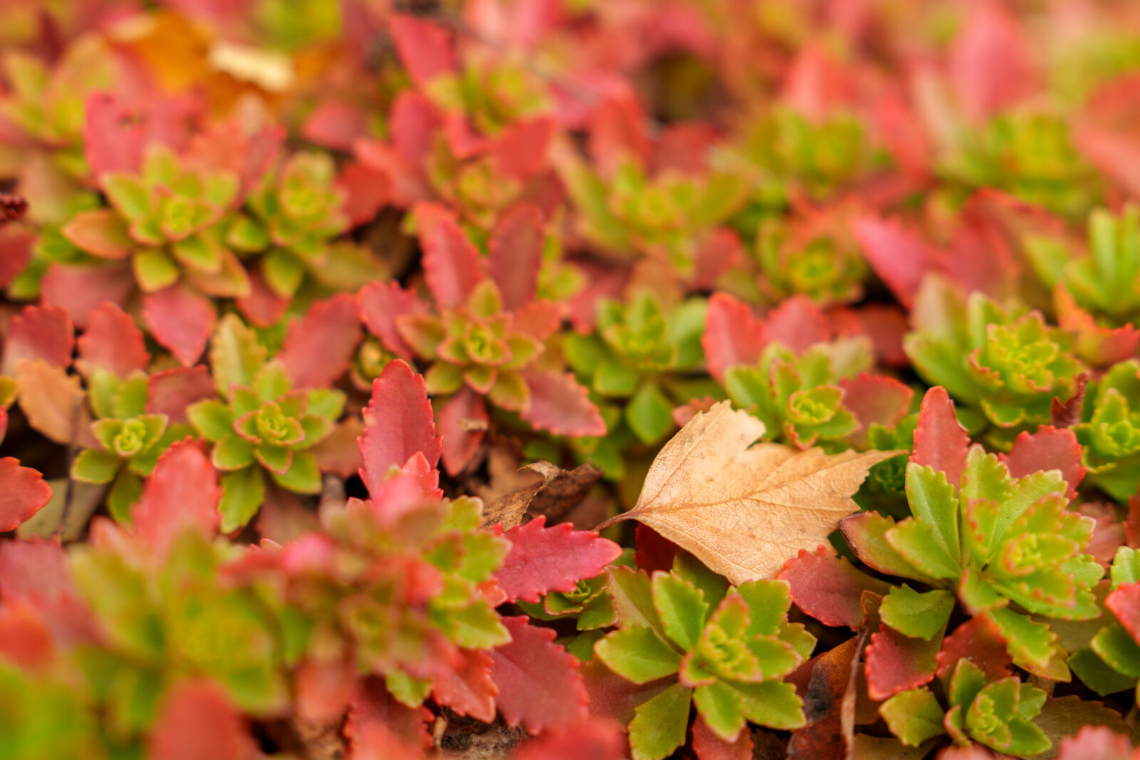 Tamron 17-50mm F4 Di III VXD sample photo. Leaf among autumn photography