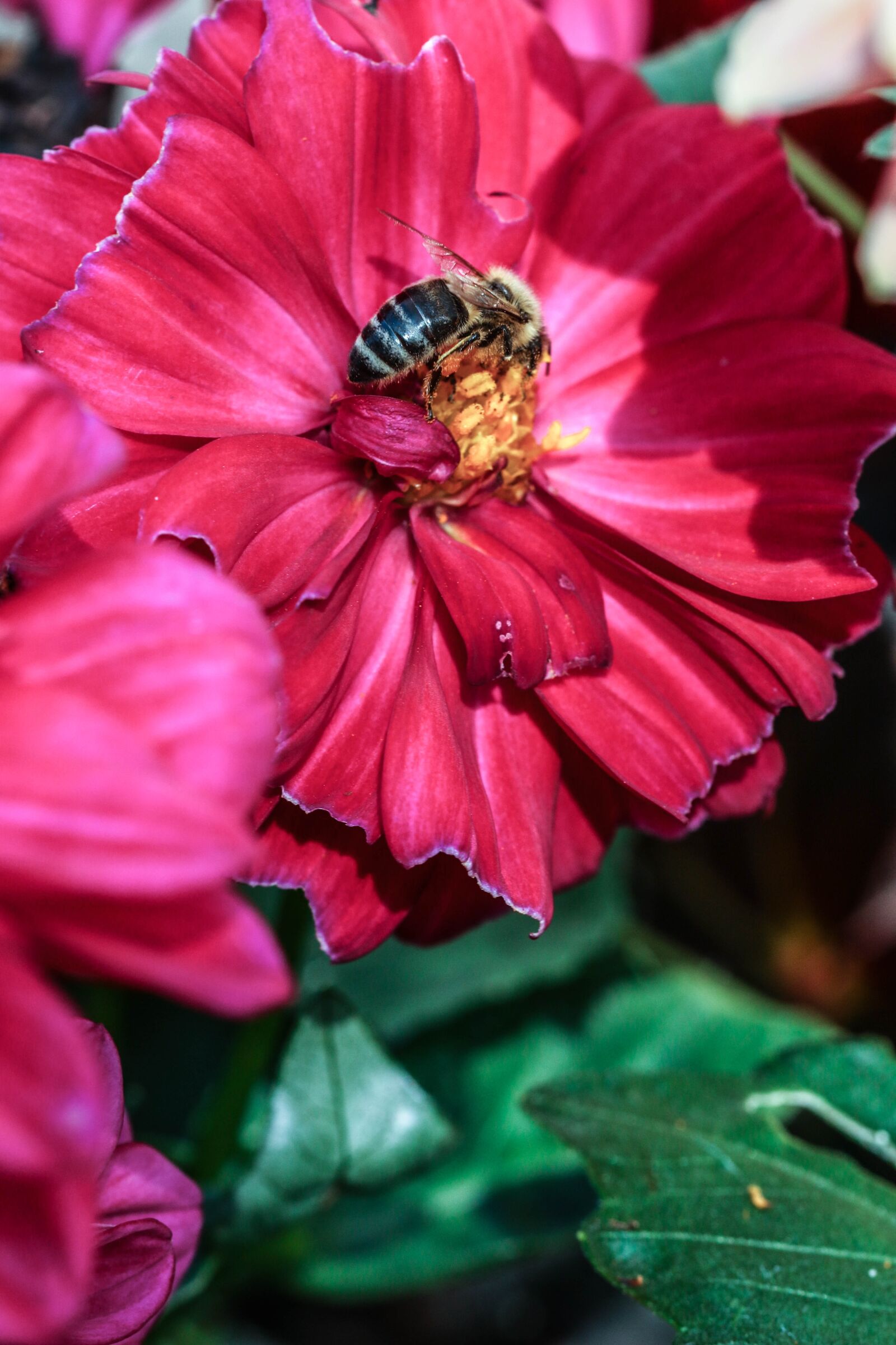Canon EOS 7D Mark II sample photo. Insect, flower, nature photography