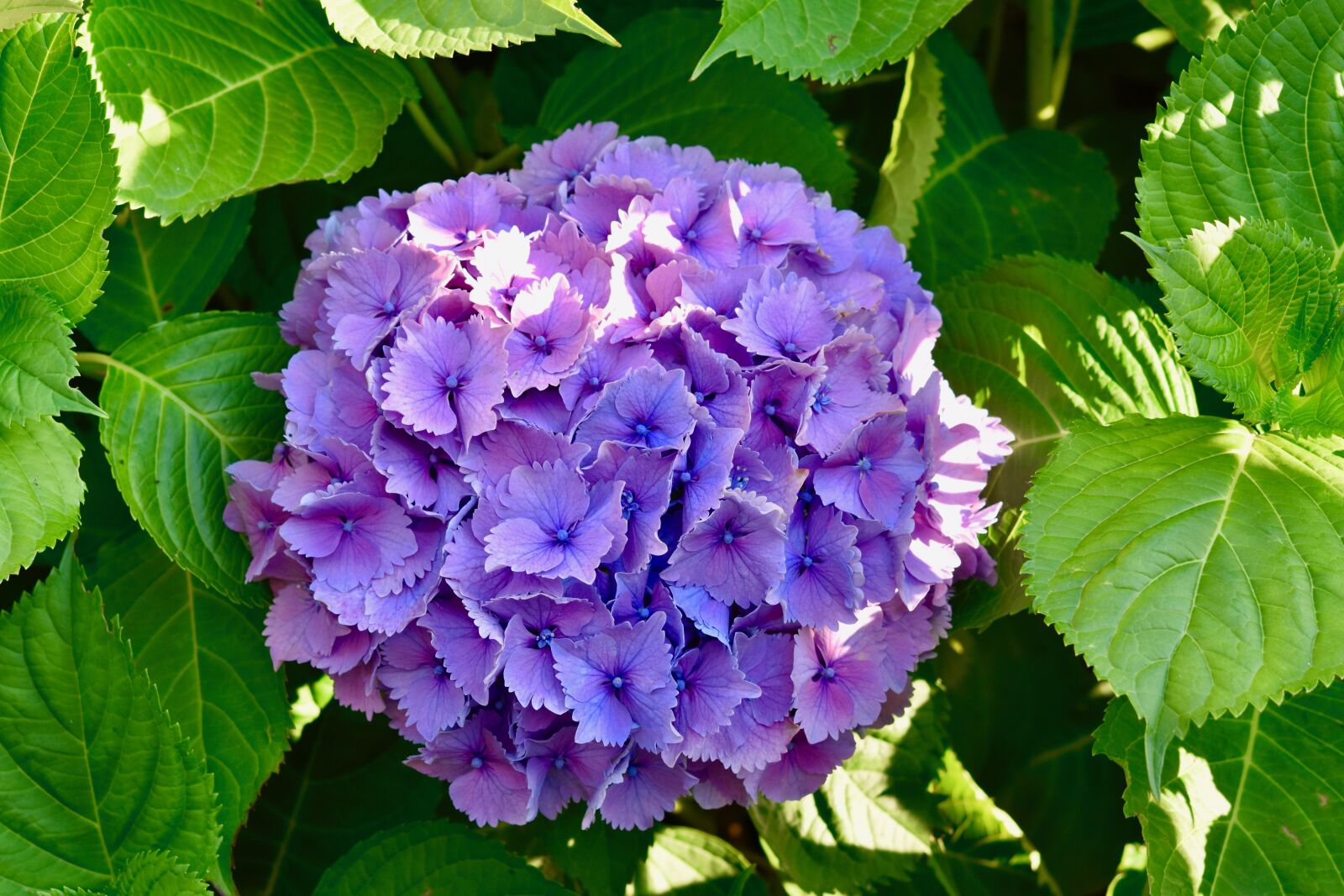 Nikon D5600 sample photo. Flower, hydrangea, romantic photography