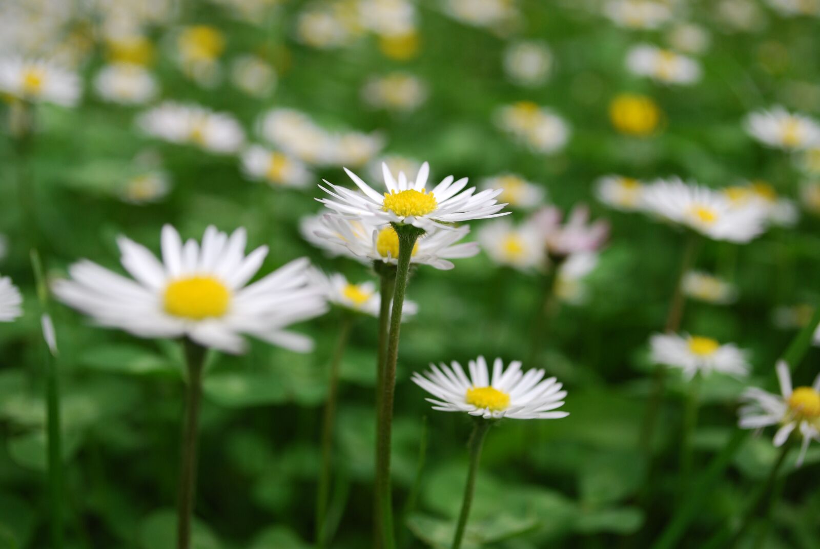 Nikon D60 sample photo. Garden, daisy, plant photography