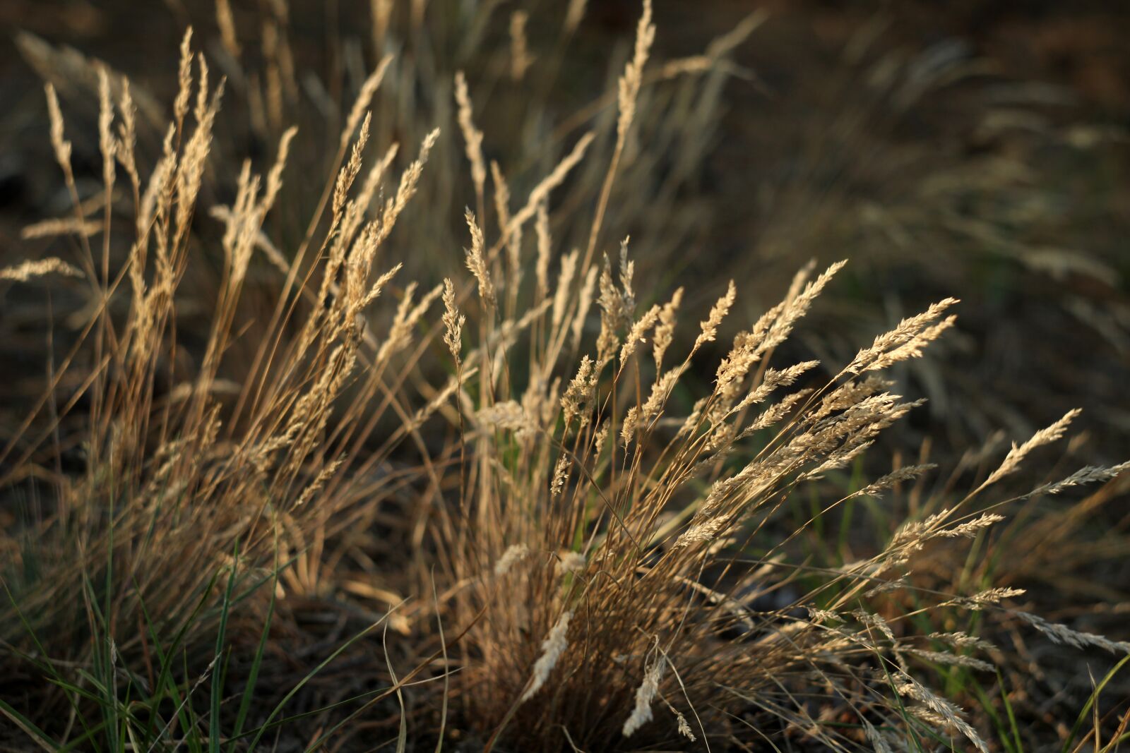 Canon EOS 1200D (EOS Rebel T5 / EOS Kiss X70 / EOS Hi) sample photo. Grass, meadow, autumn photography