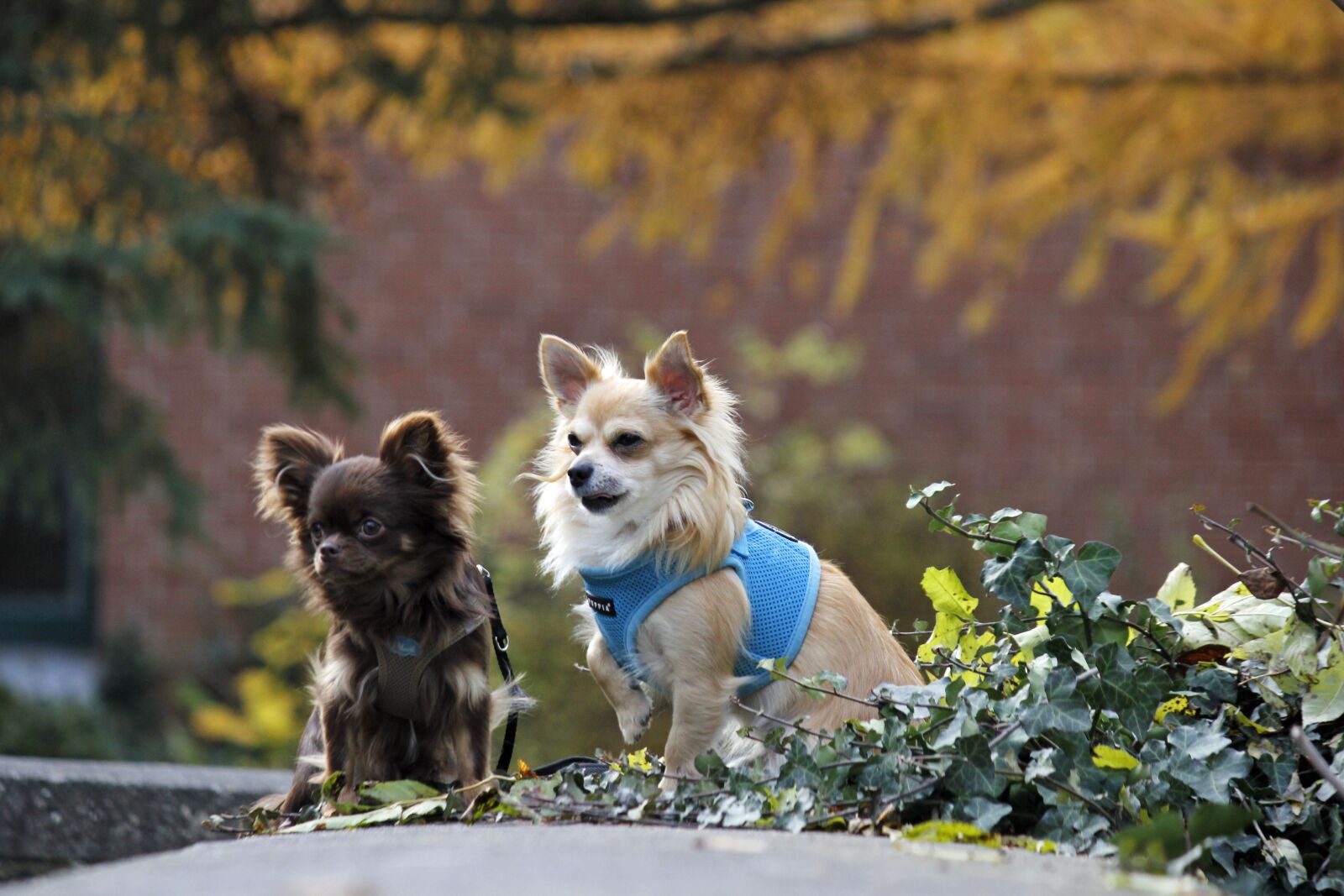 Canon EF-S 55-250mm F4-5.6 IS sample photo. Two dogs, pet, friends photography
