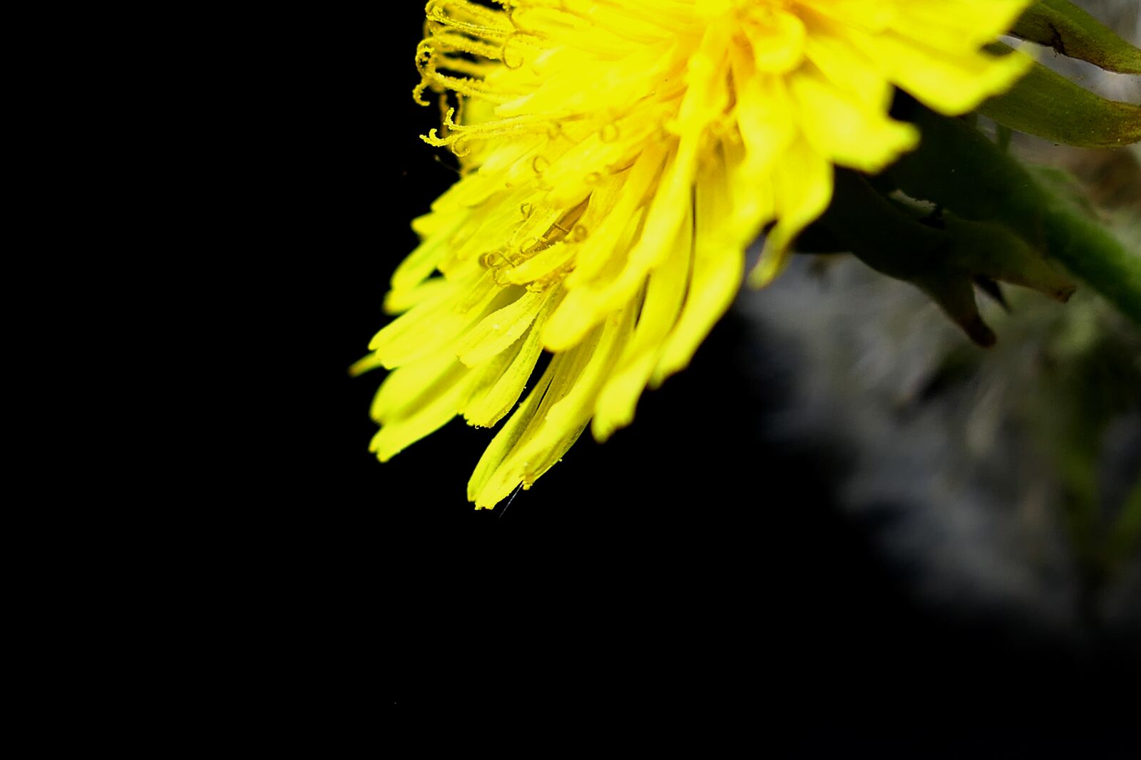 Panasonic Lumix DMC-LX10 (Lumix DMC-LX15) sample photo. Nature, dandelion, flower photography
