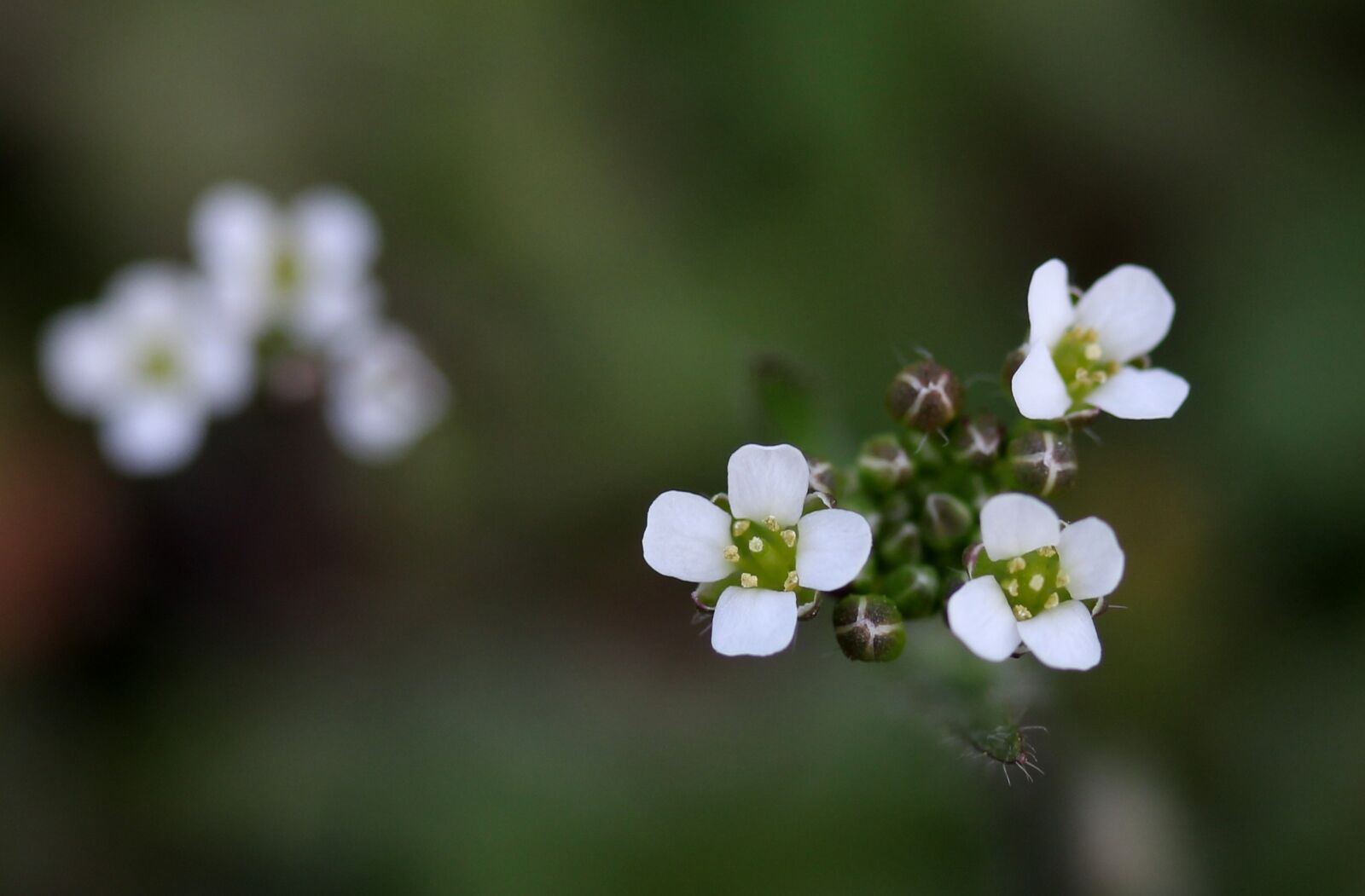 Canon EF-S 60mm F2.8 Macro USM sample photo. Flower, white, small photography