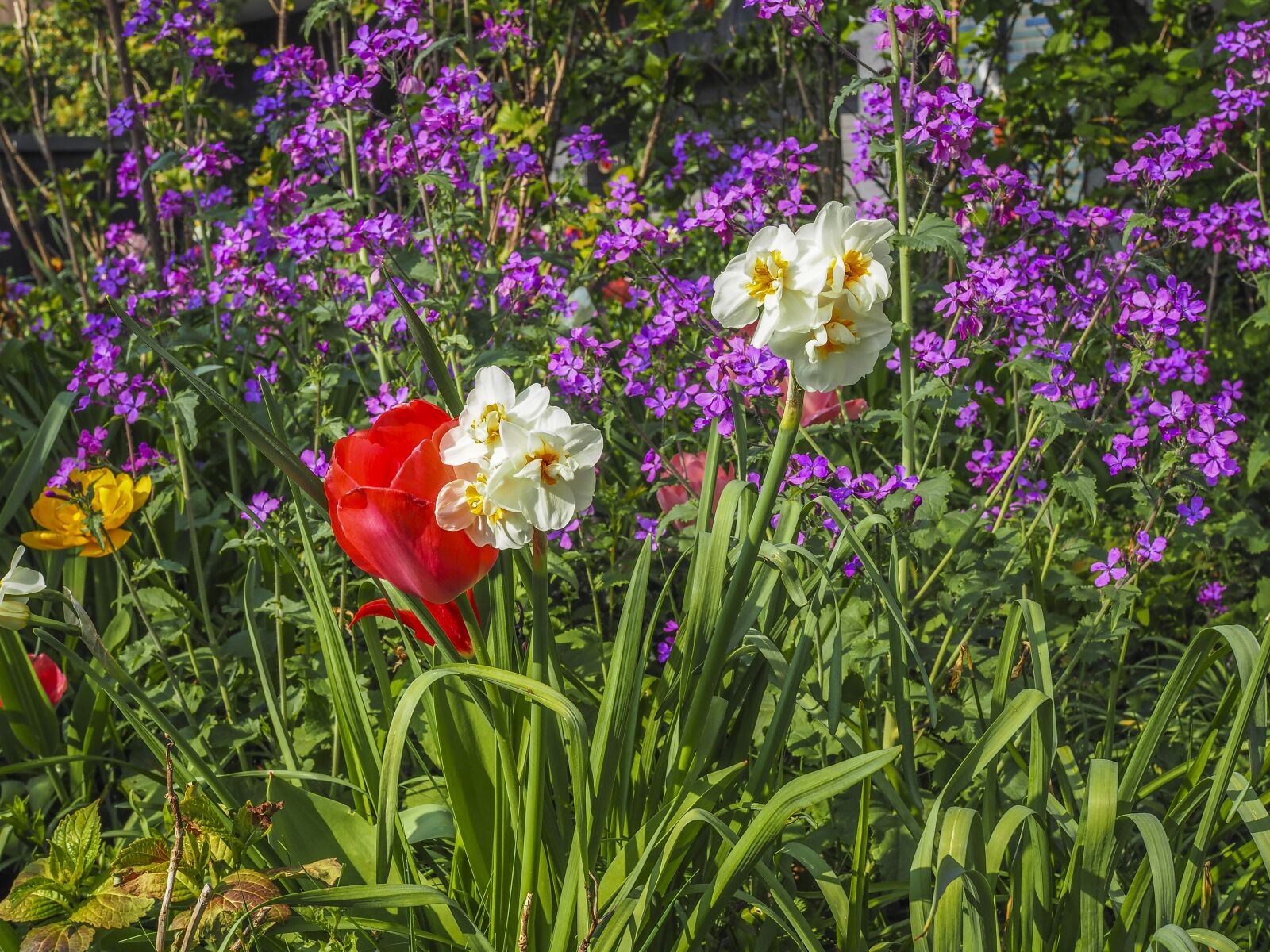 Olympus OM-D E-M10 + Olympus M.Zuiko Digital 25mm F1.8 sample photo. Flowers, meadow, spring photography