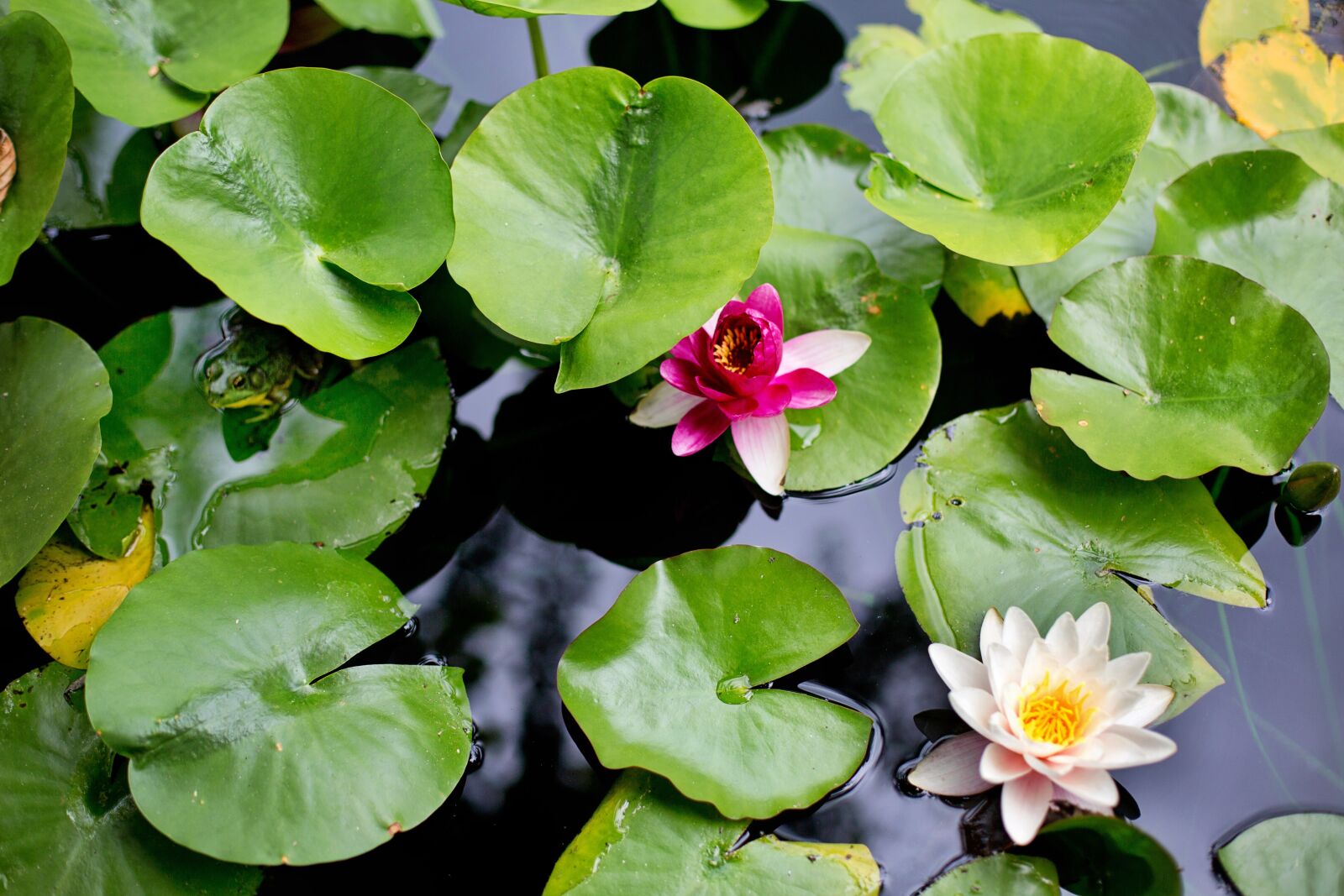 Canon EF 50mm F1.4 USM sample photo. Water lilies, lilies, lily photography