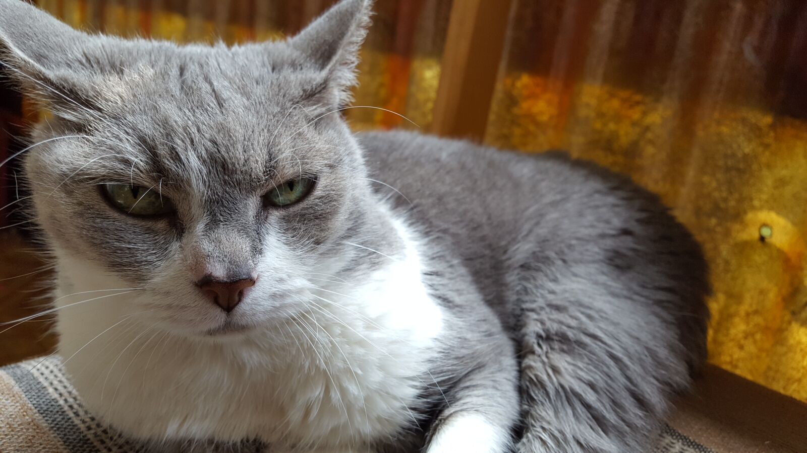 Samsung GALAXY S6 edge sample photo. Cat, close-up, macro photography