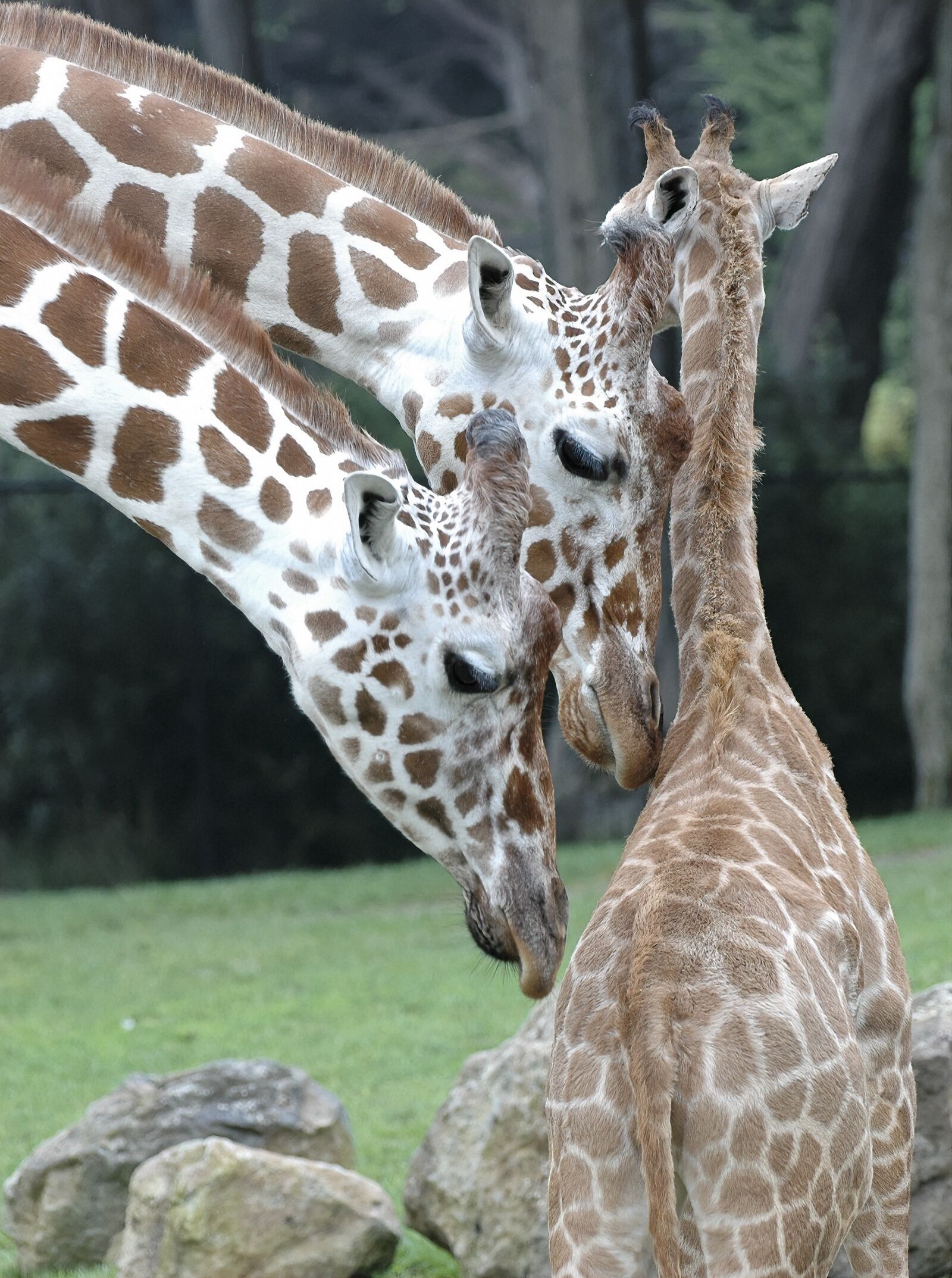 Nikon D70s sample photo. Giraffe, animals, africa photography