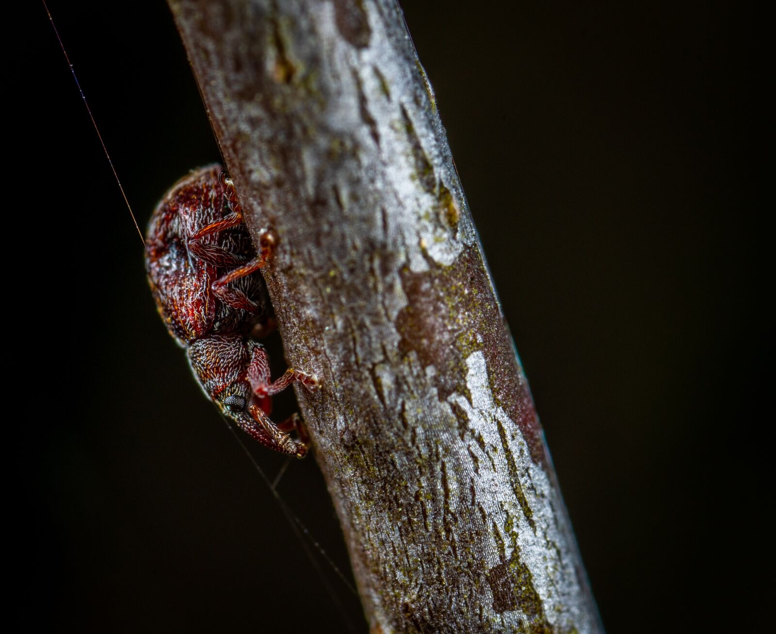 #124 65/2.8 sample photo. Insect, macro photography