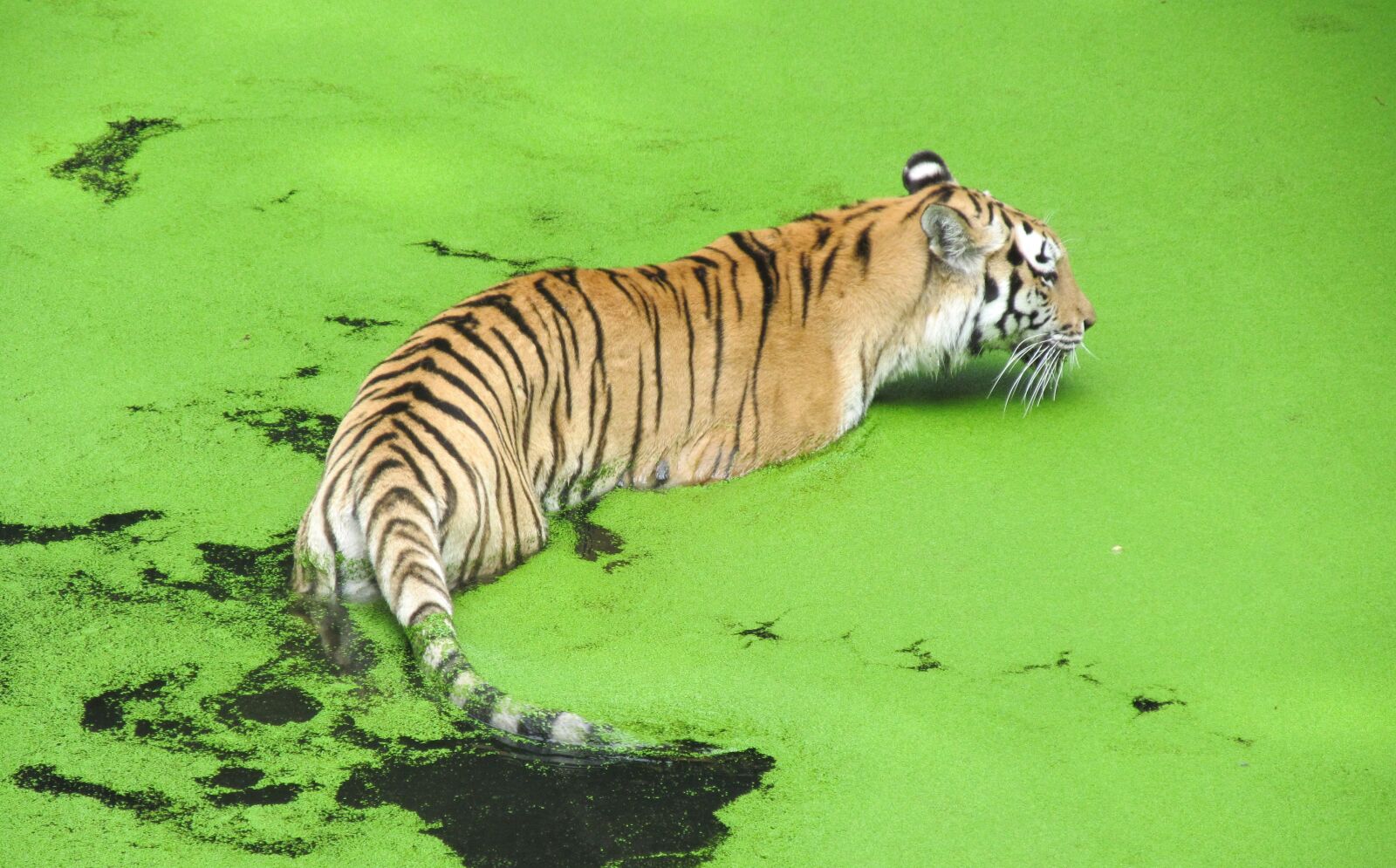 Canon PowerShot SX150 IS sample photo. Zoo, tiger, predator photography