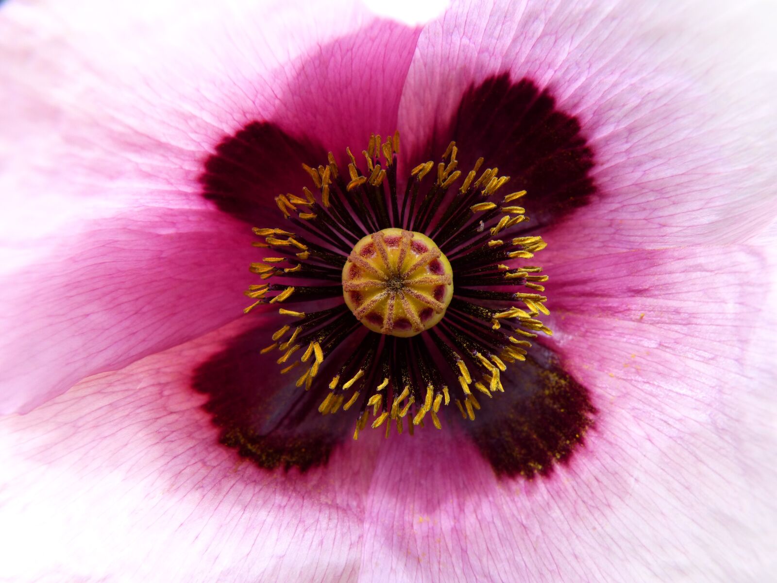 Panasonic DMC-FZ62 sample photo. Poppy white, poppy drunk photography