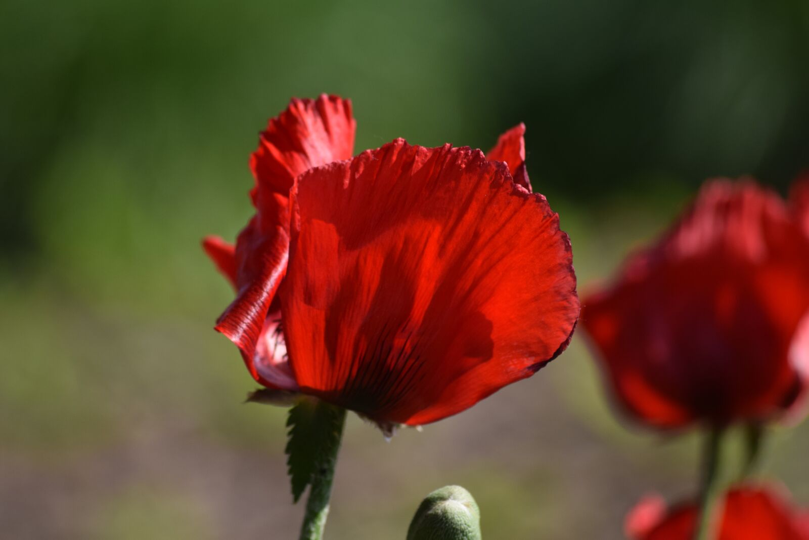 Nikon D3300 sample photo. Poppy, flower, red photography