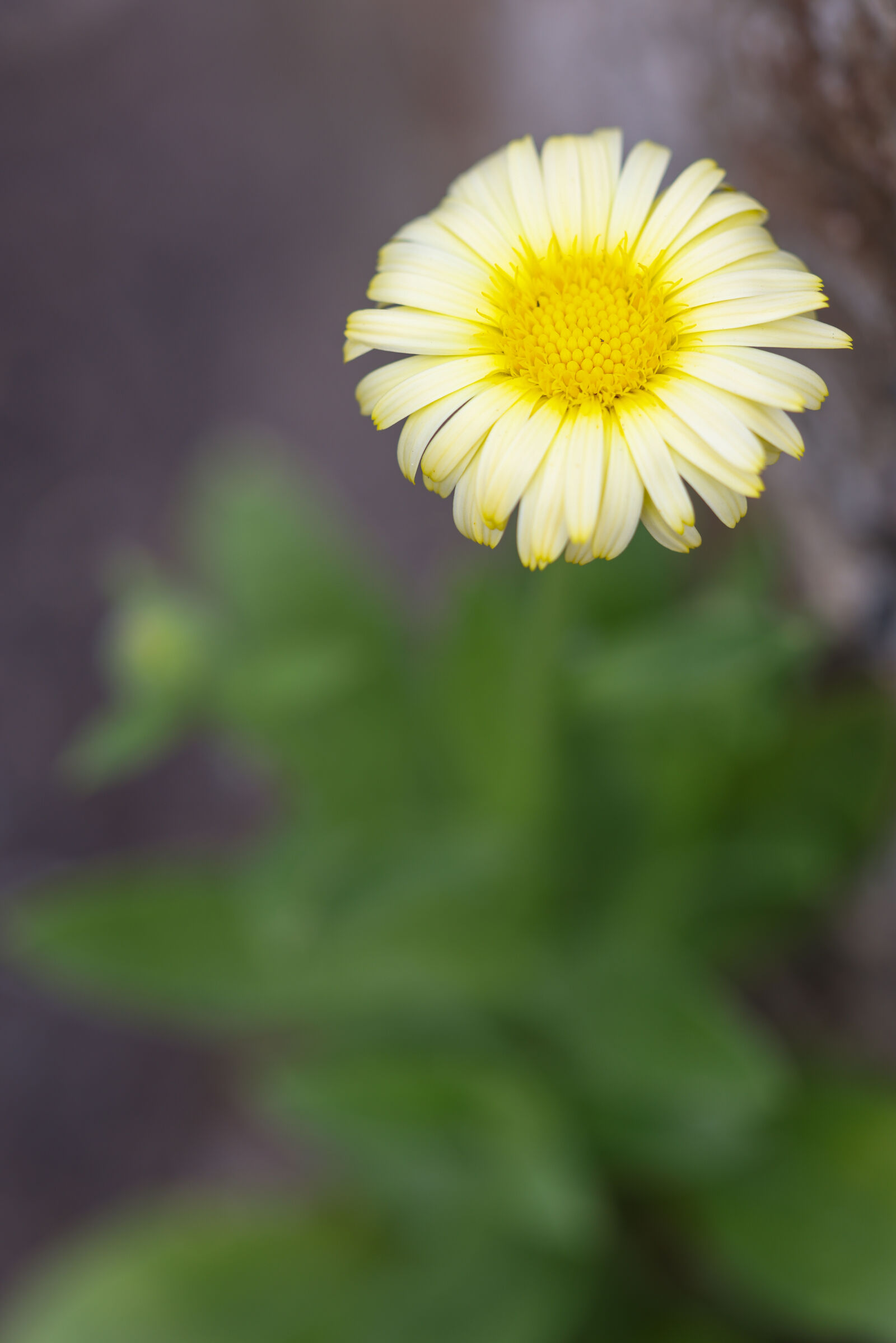 Canon EOS R5 + Canon RF 100mm F2.8L Macro IS USM sample photo. Flower at the sun photography