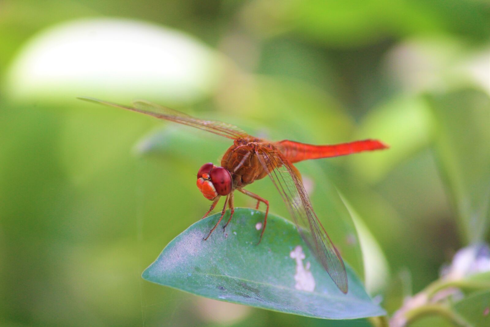 Canon EOS 1200D (EOS Rebel T5 / EOS Kiss X70 / EOS Hi) sample photo. Dragonfly, insect, animal photography