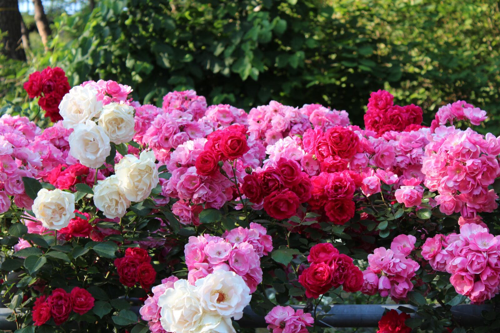 Canon EOS 600D (Rebel EOS T3i / EOS Kiss X5) sample photo. Rose, rose festival, festival photography