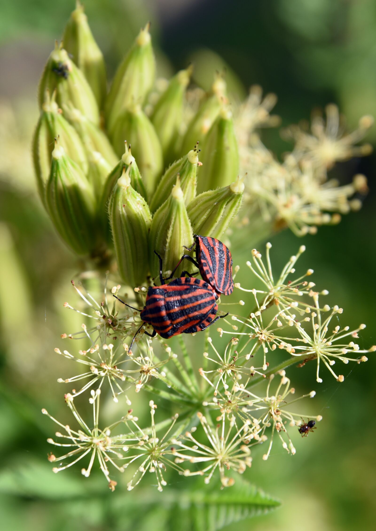 Nikon D810 sample photo. Bug harlequin, graphosoma italicum photography