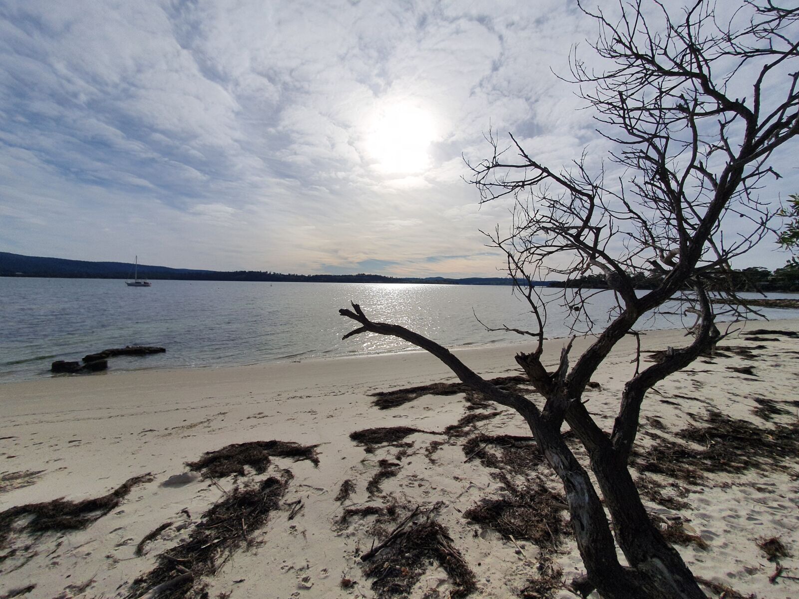 Samsung Galaxy S10e sample photo. Tree, beach, sea photography
