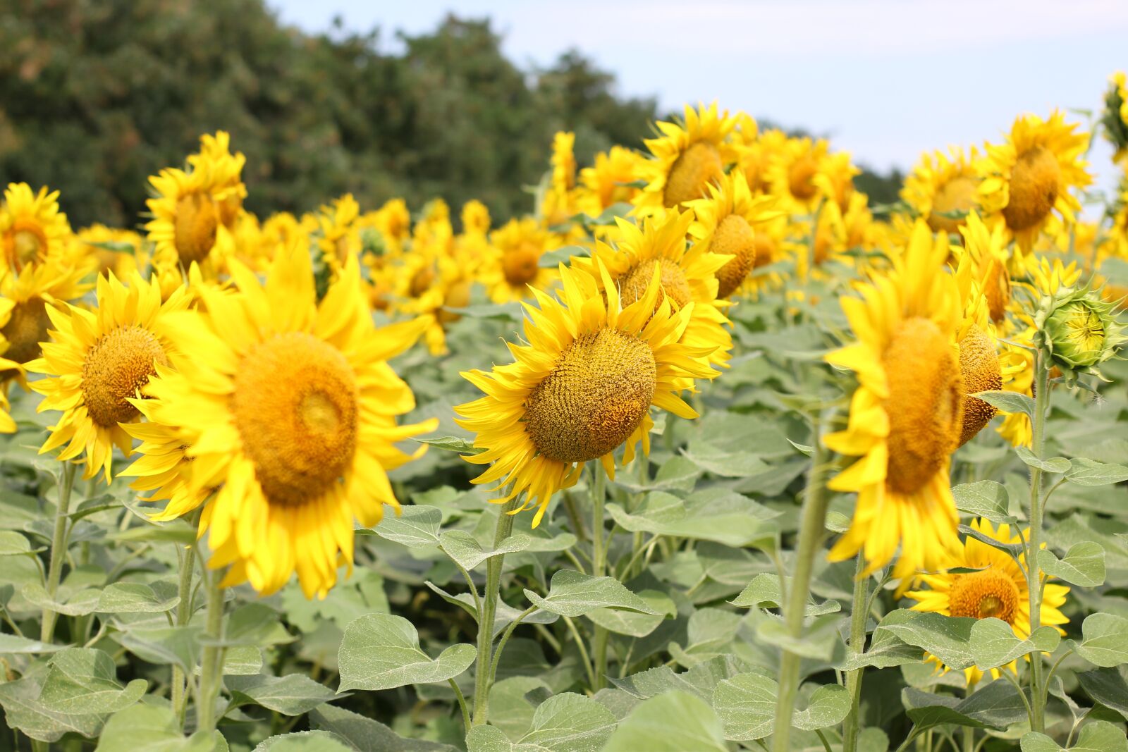 Canon EOS 550D (EOS Rebel T2i / EOS Kiss X4) sample photo. Sunflower, flower, bloom photography