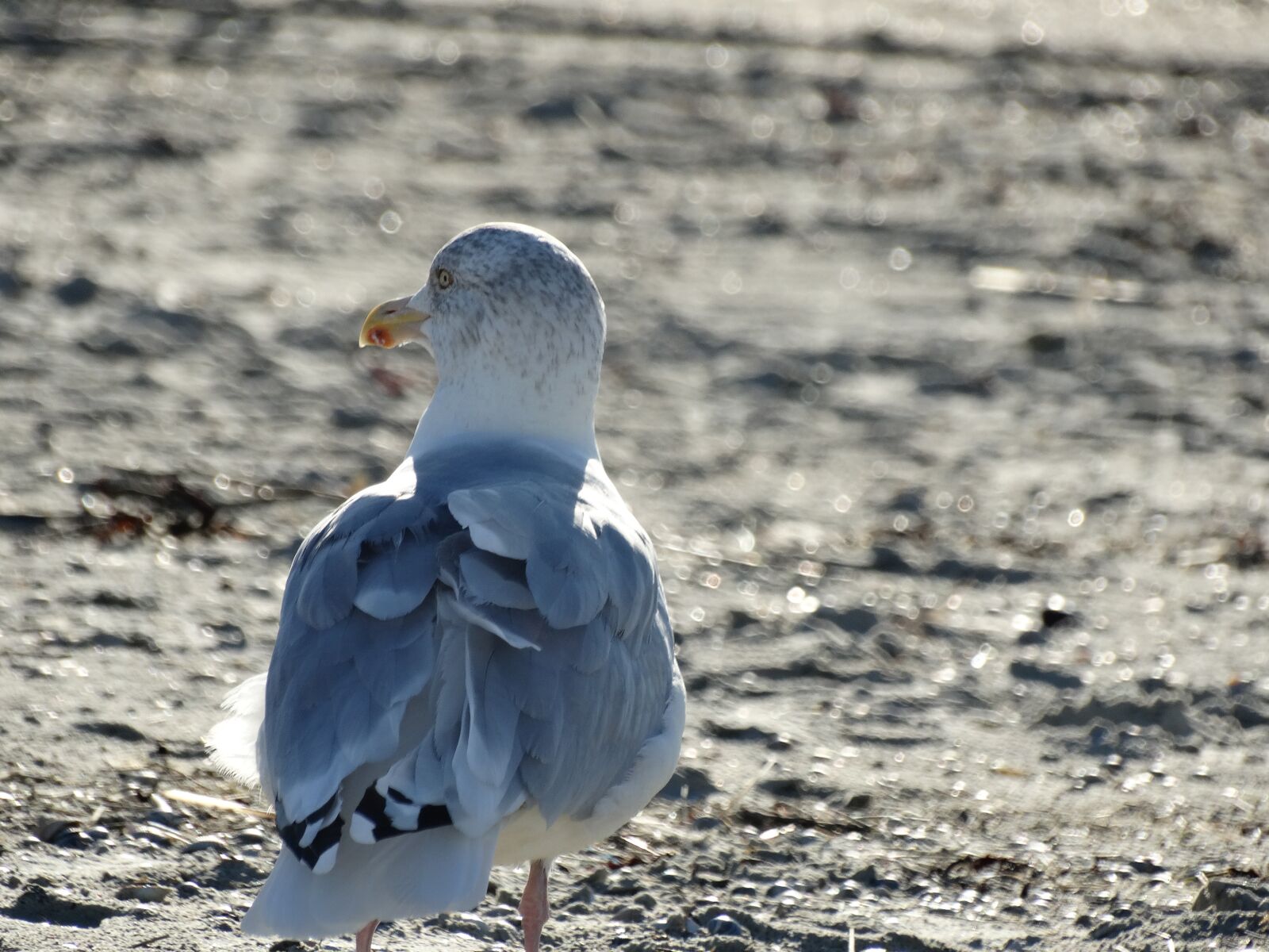 Sony Cyber-shot DSC-HX300 sample photo. Seagull, gull, bird photography