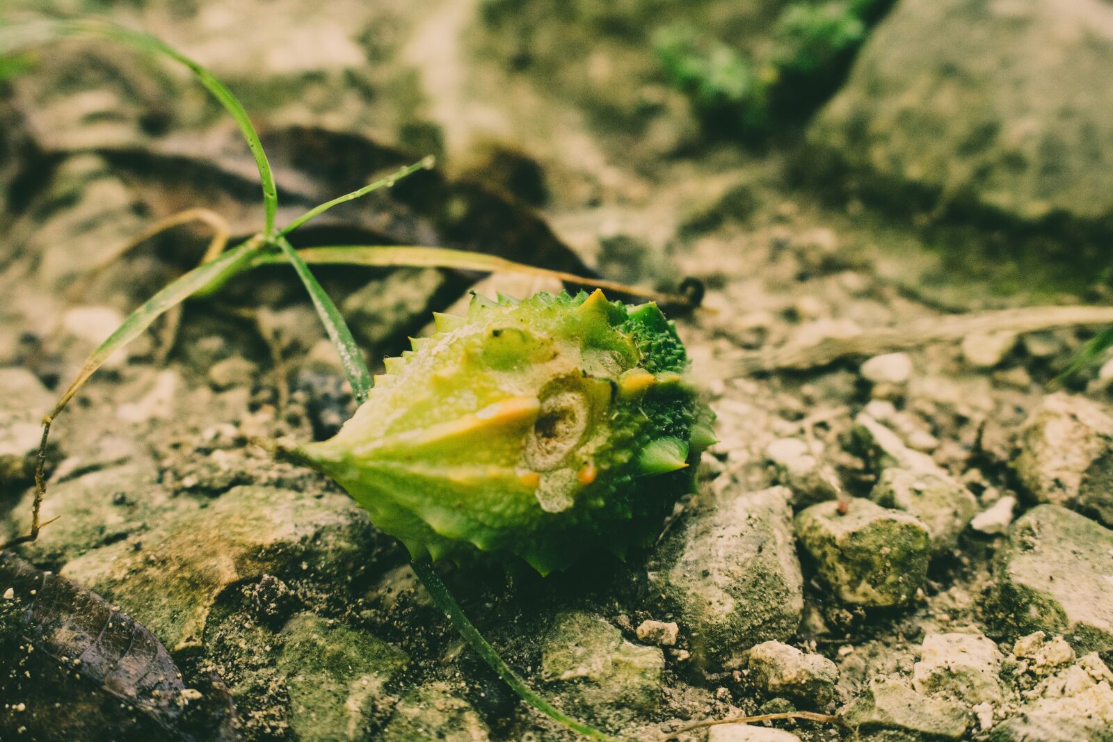 Canon EOS 750D (EOS Rebel T6i / EOS Kiss X8i) sample photo. Nature, leaf, flora photography