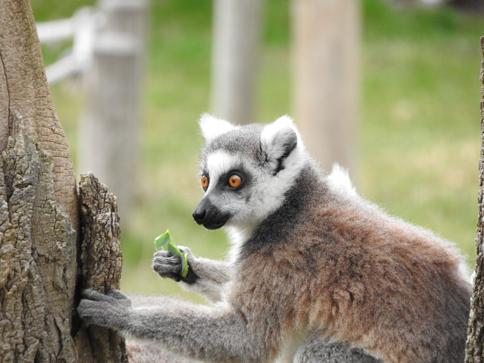 Nikon Coolpix P610 sample photo. Ring tailed lemur, animal photography