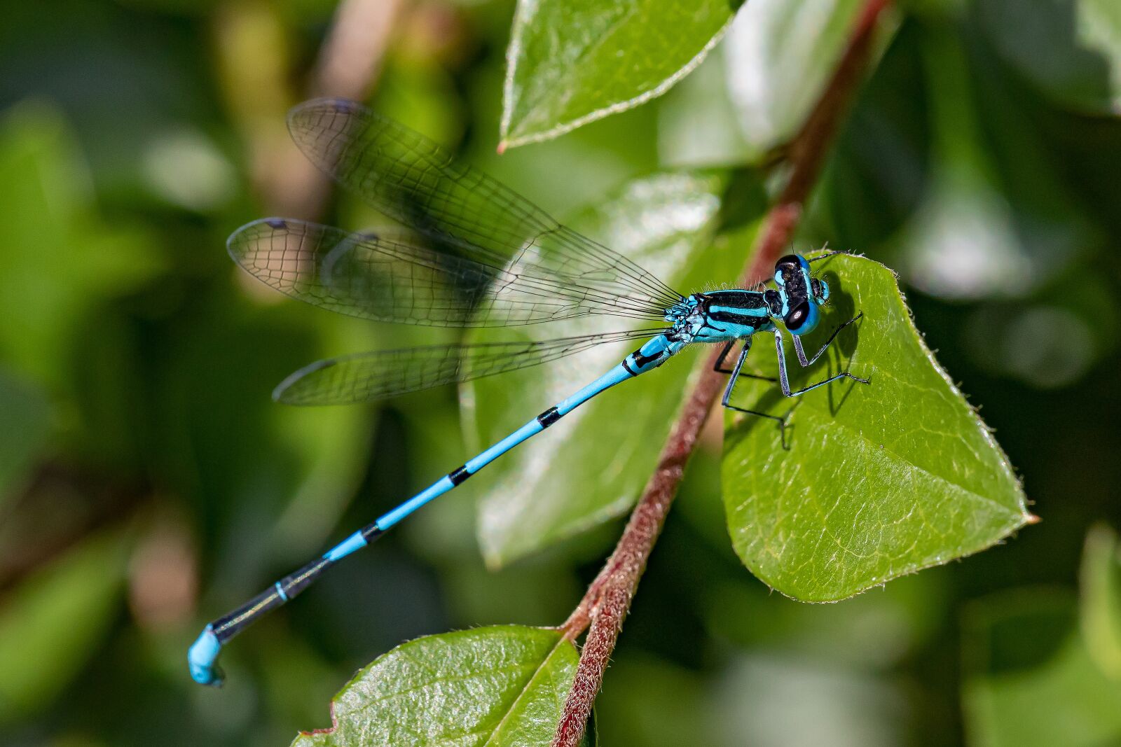 Canon EOS 5D Mark IV sample photo. Dragonfly, spring dragonfly, blue photography
