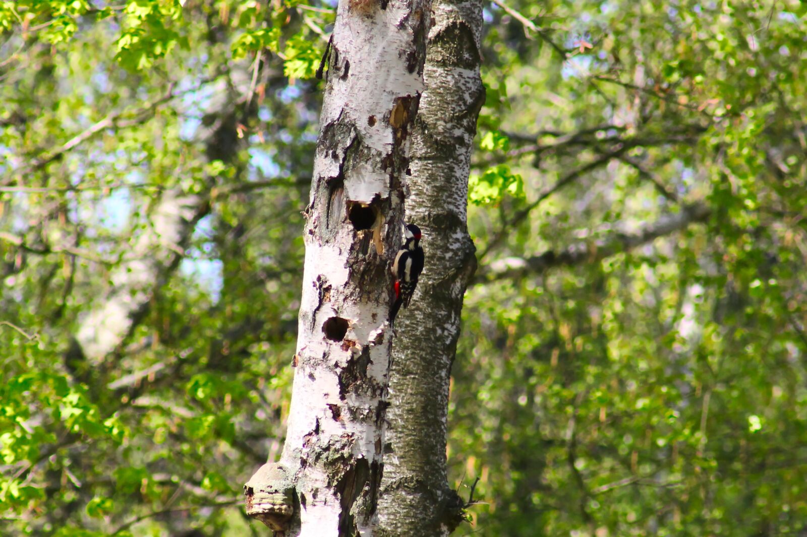 Canon EOS 550D (EOS Rebel T2i / EOS Kiss X4) sample photo. Great spotted woodpecker, dendrocopos photography