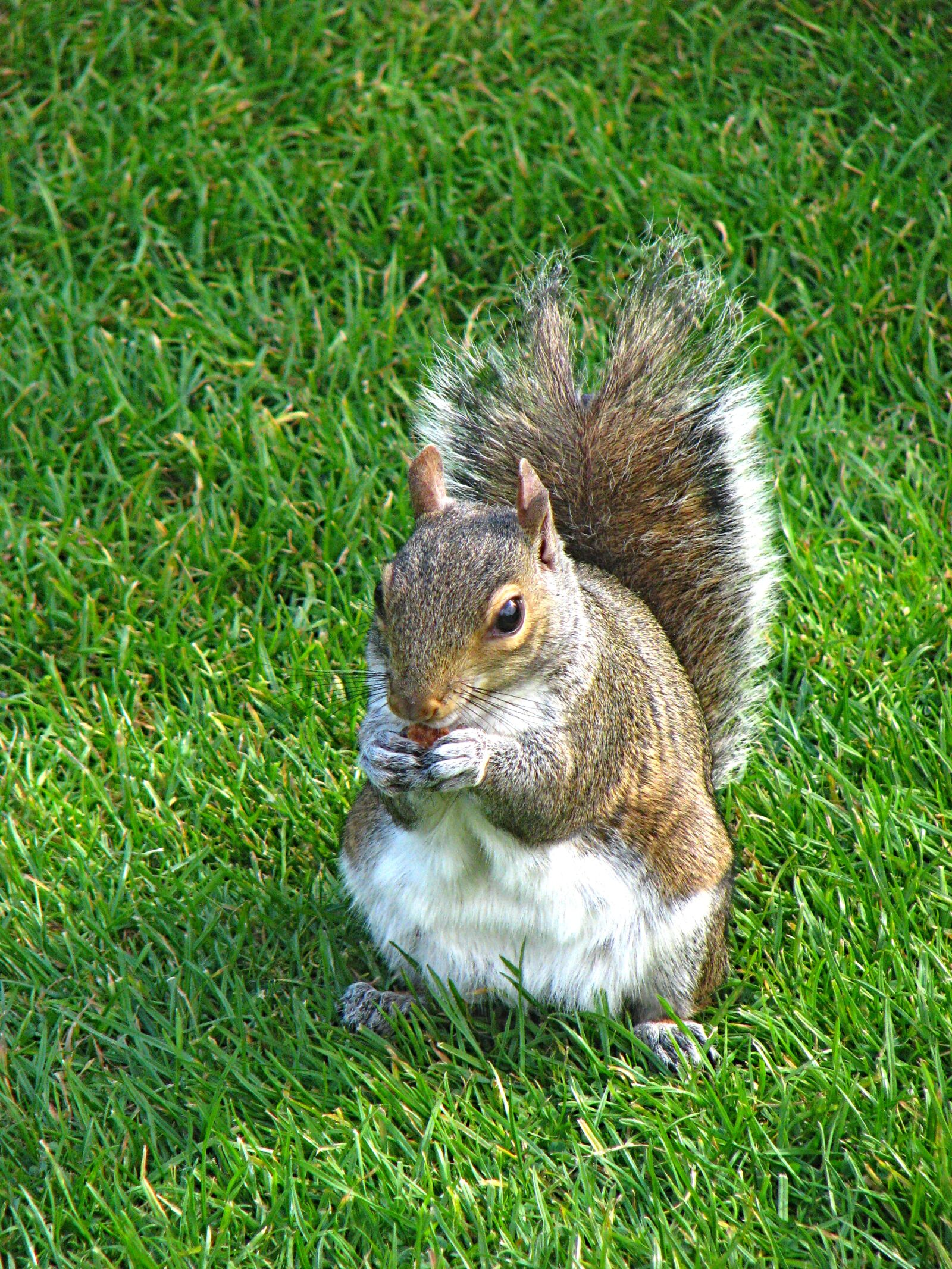 Canon POWERSHOT S5 IS sample photo. Squirrel, rodent, animal photography