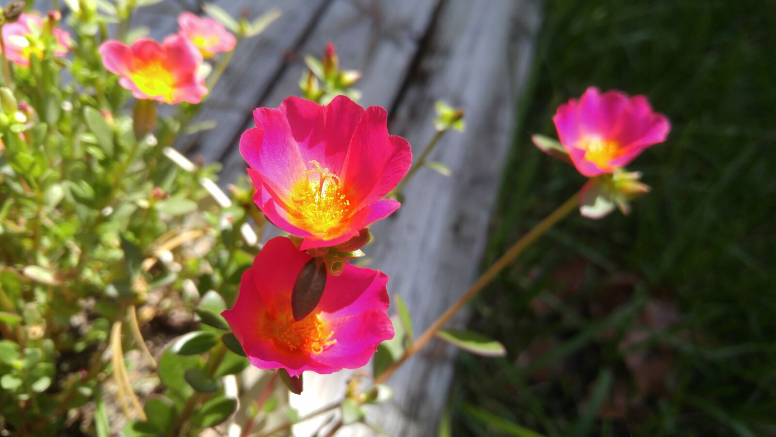 LG V10 sample photo. Flower, garden, bloom photography