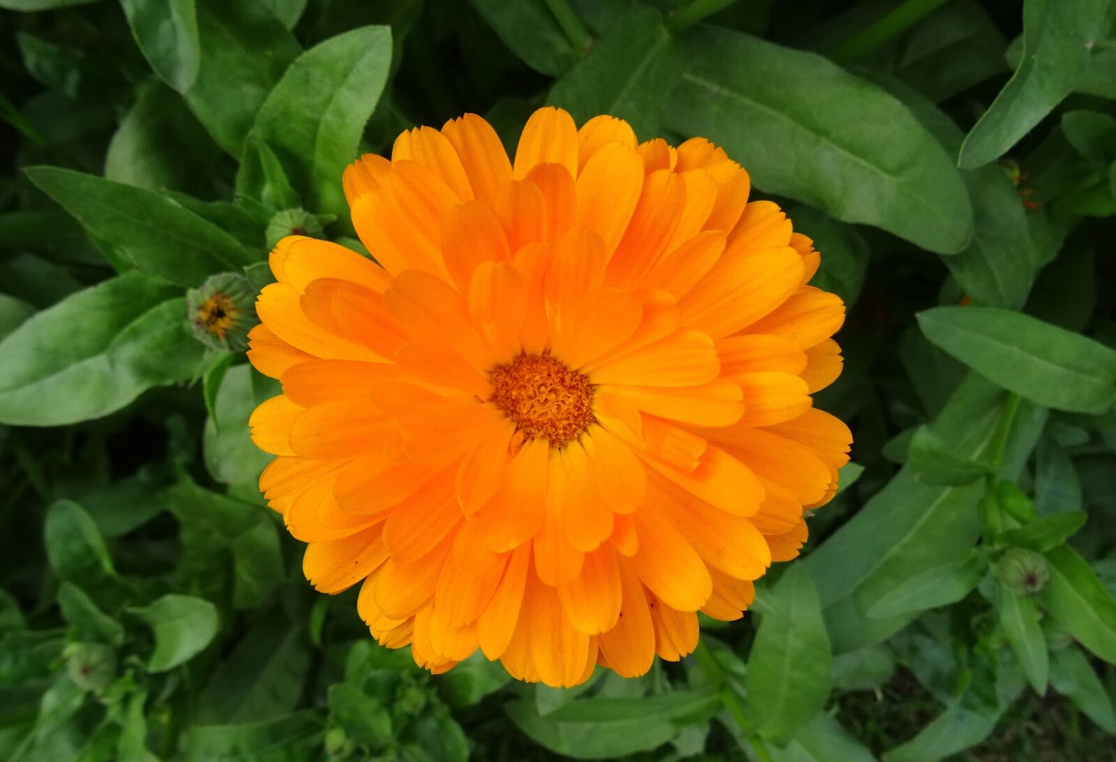 Sony DSC-HX60V sample photo. Flower, calendula, pot marigold photography