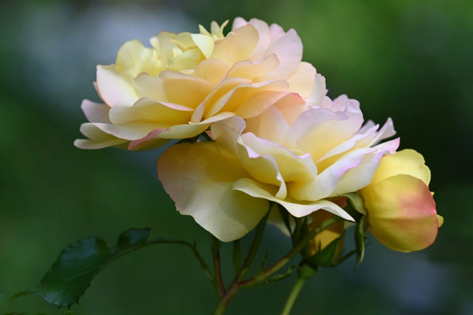 Nikon Z6 sample photo. Rose, rose bloom, blossom photography