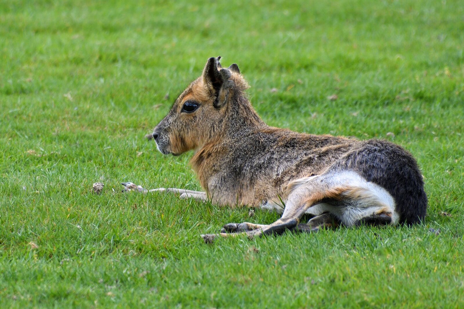 Nikon D500 sample photo. Mara, hare of patagonia photography