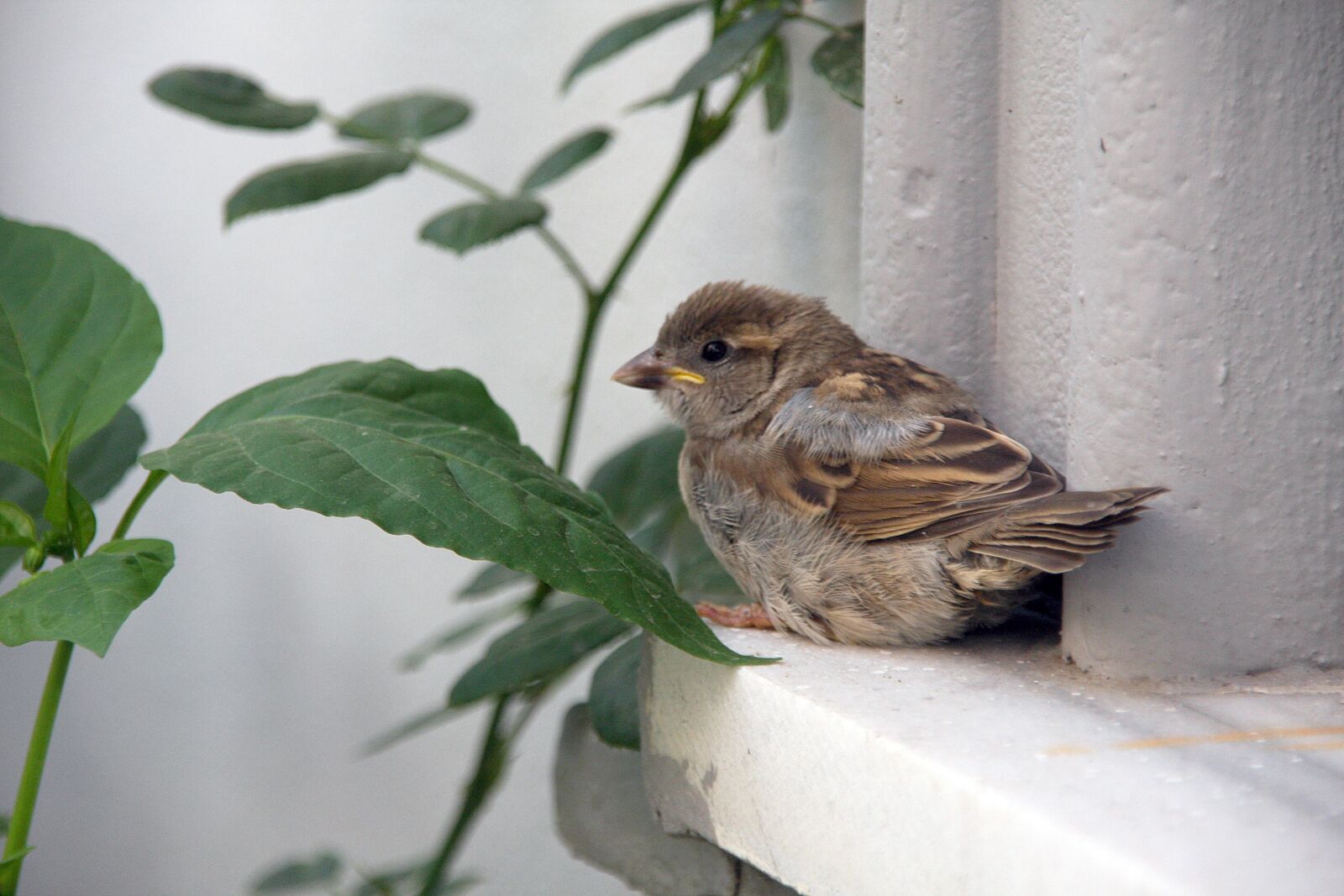 Canon EOS 40D sample photo. Sparrow, bird, feathers photography