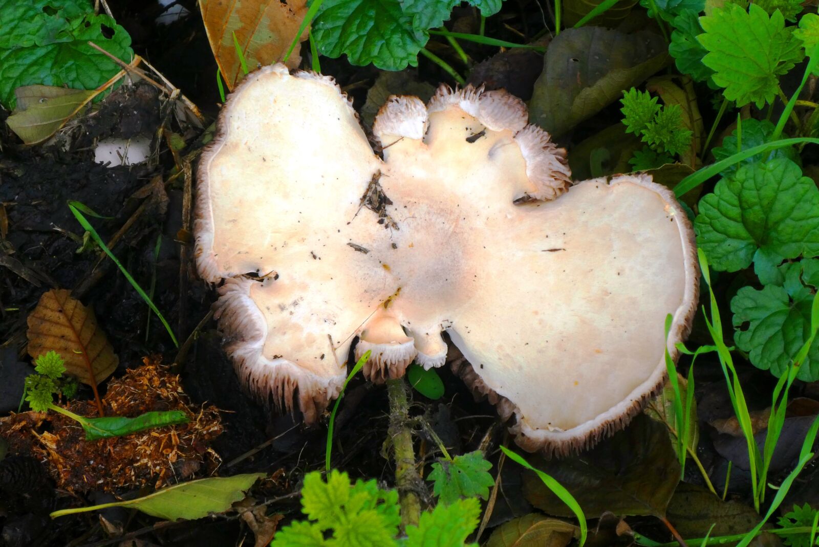 Panasonic Lumix DC-ZS70 (Lumix DC-TZ90) sample photo. Mushroom, tracks, sporendrager photography