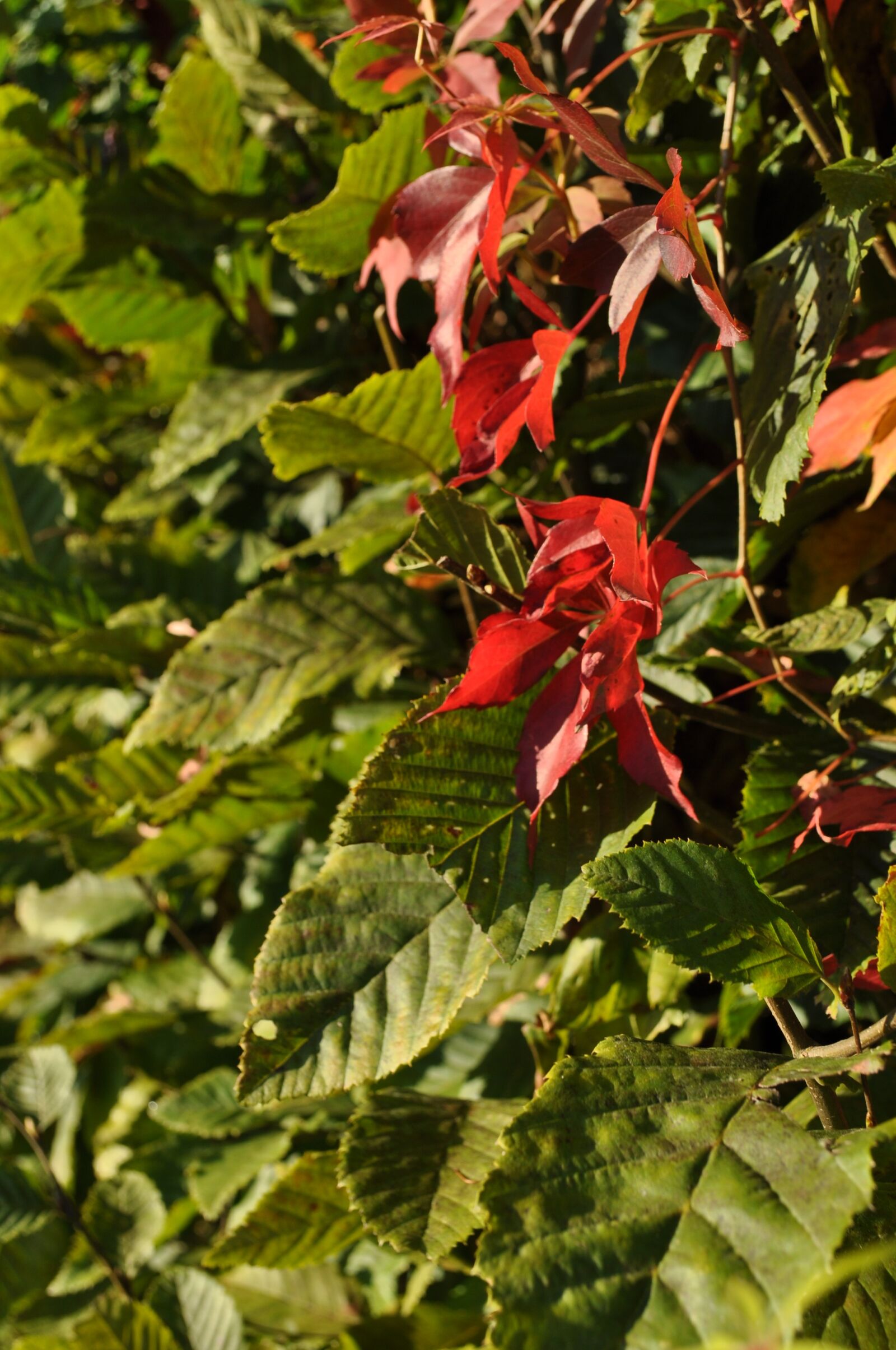 Nikon D5000 sample photo. Leaves, plant, fall foliage photography