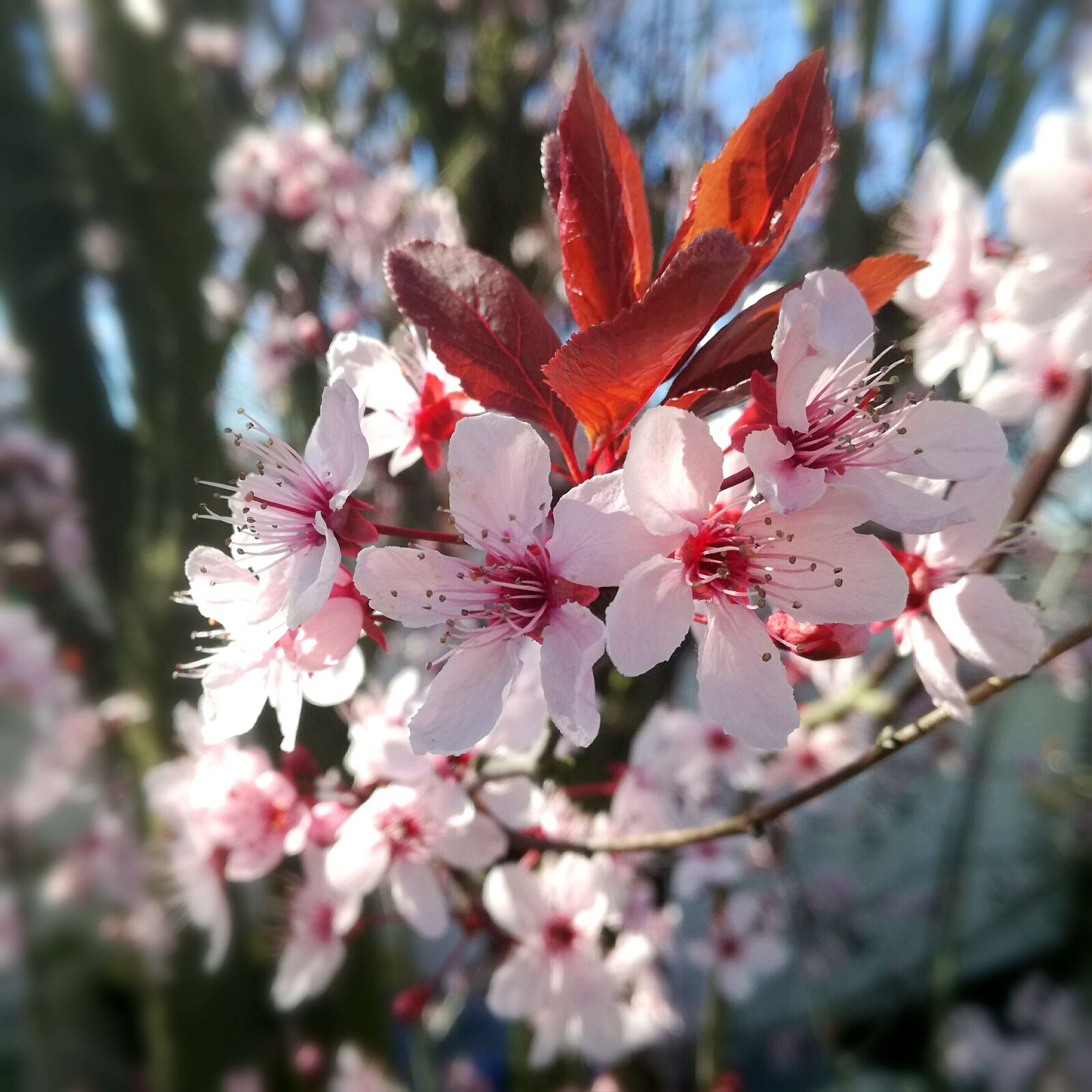 HUAWEI P9 LITE sample photo. Cherry blossom, cherry, cherry photography