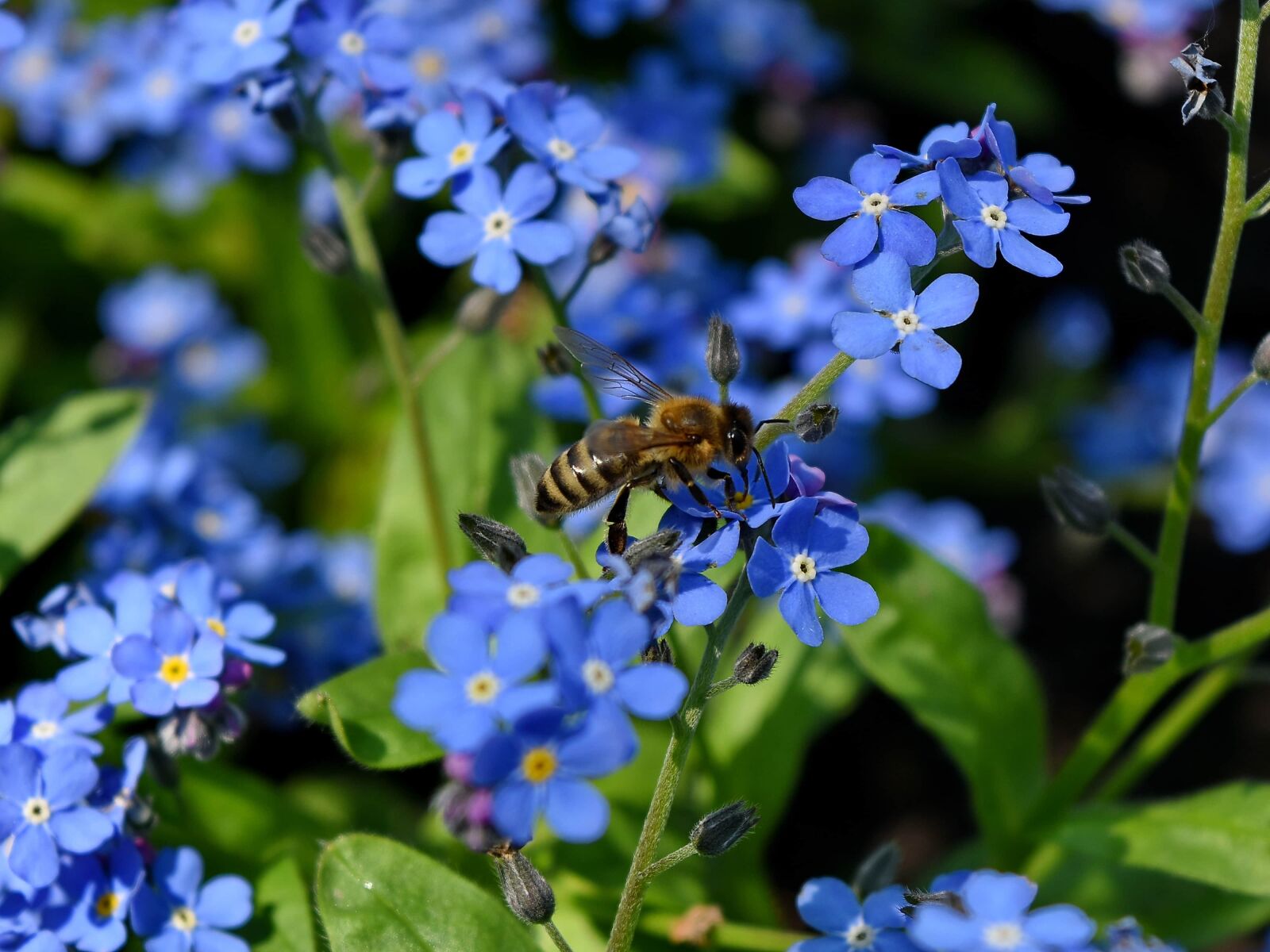 Nikon D5500 sample photo. Bee, pollen, herb, flowers photography