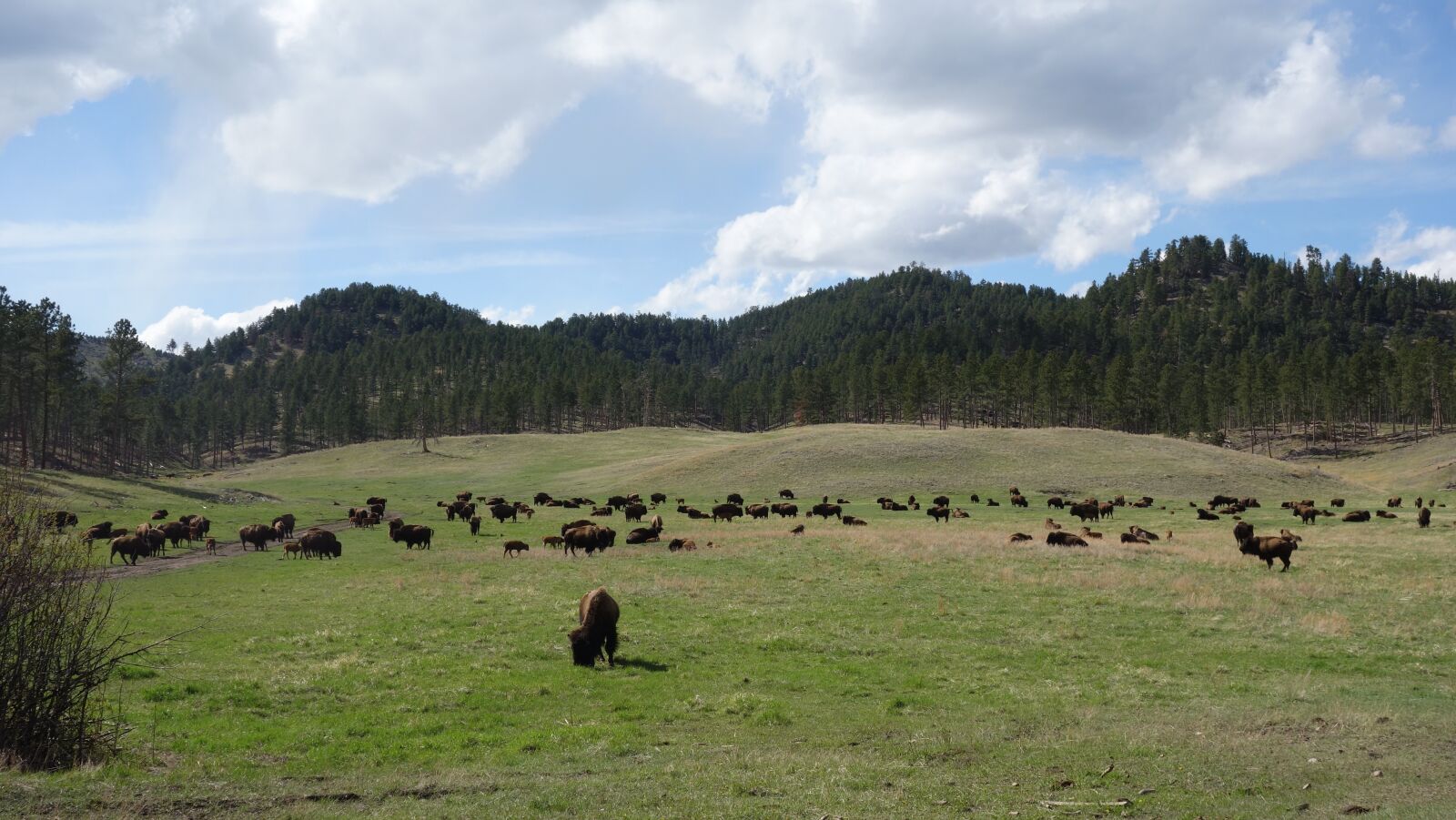 Sony Cyber-shot DSC-RX100 sample photo. Buffalo, bison, yellowstone photography