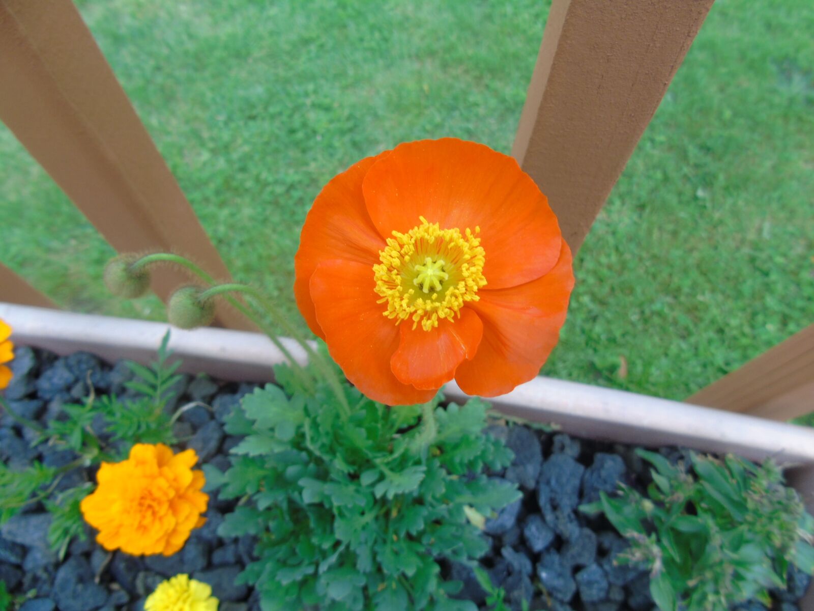Sony Cyber-shot DSC-H400 sample photo. Poppy, flower, orange photography