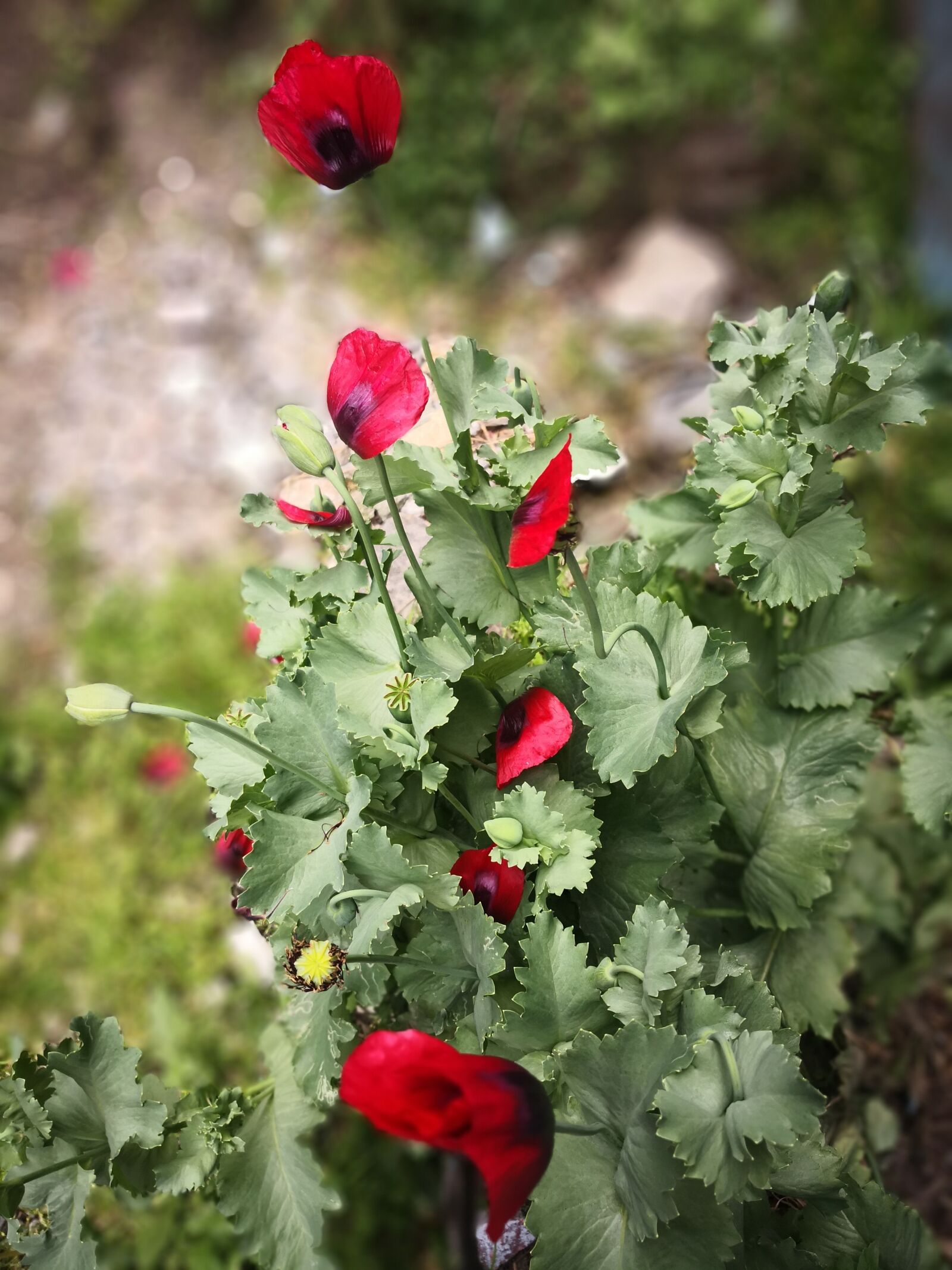 HUAWEI Mate 10 sample photo. Poppies, red, flower photography
