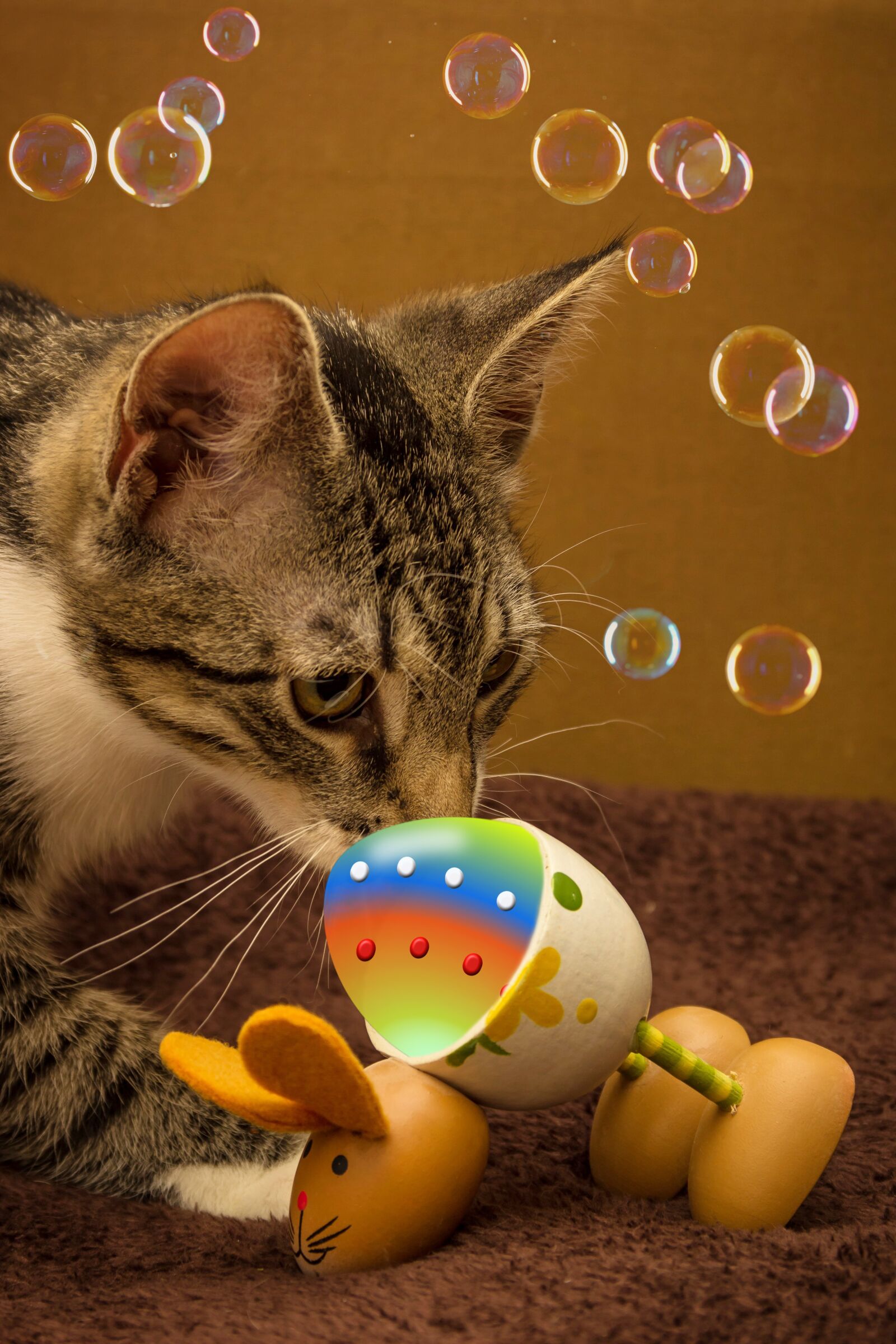 Canon EF-S 18-135mm F3.5-5.6 IS sample photo. Cat, mackerel, egg photography