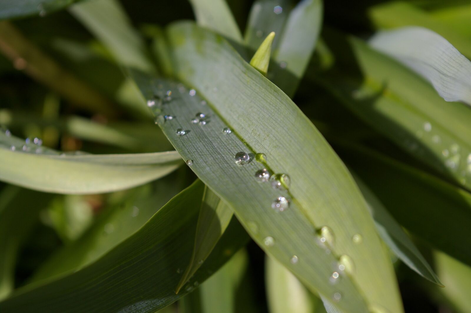 Pentax *ist DL2 sample photo. Raindrop, garden, close up photography