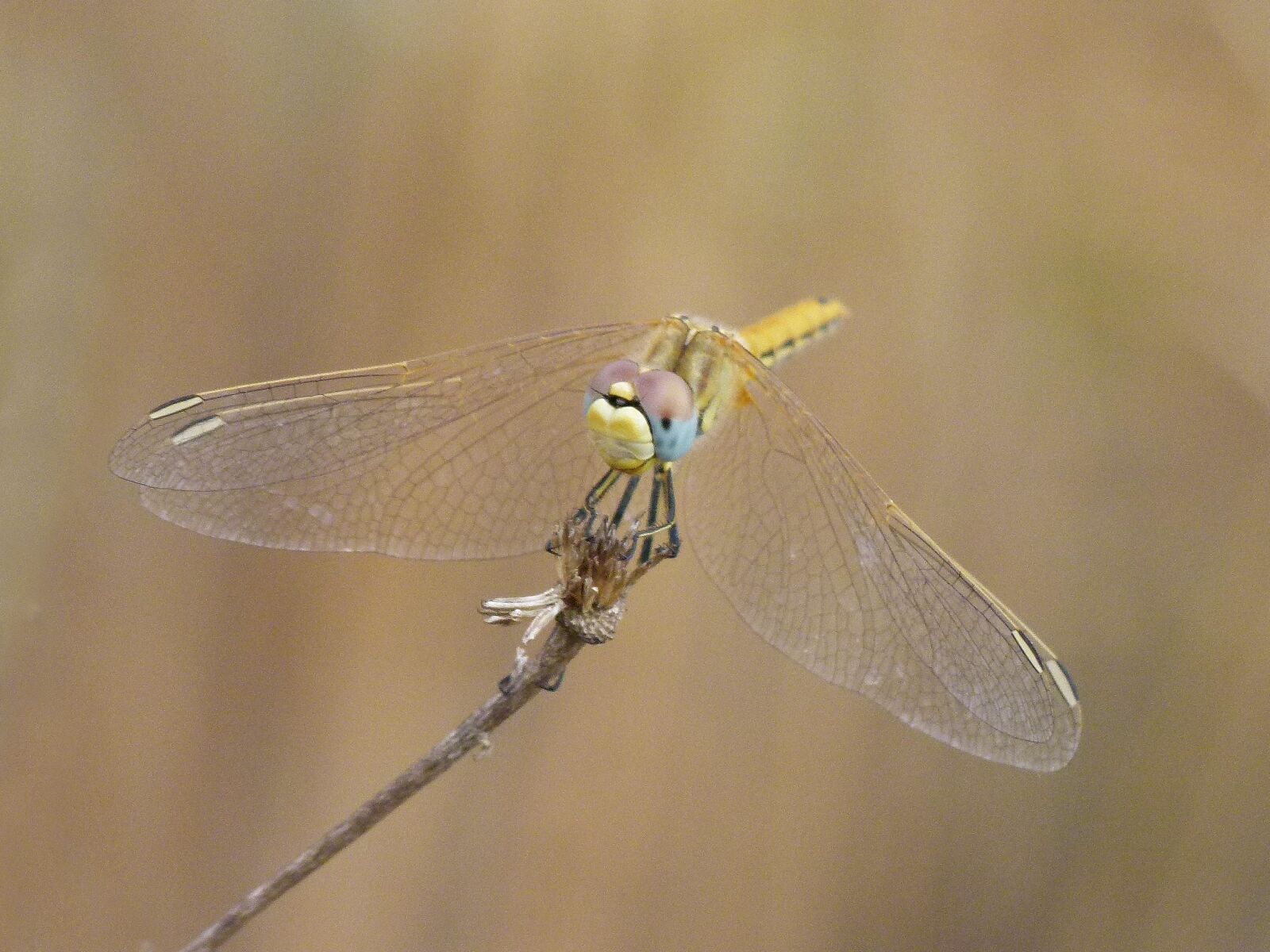 Leica V-Lux 2 sample photo. Dragonfly, yellow dragonfly, orthetrum photography
