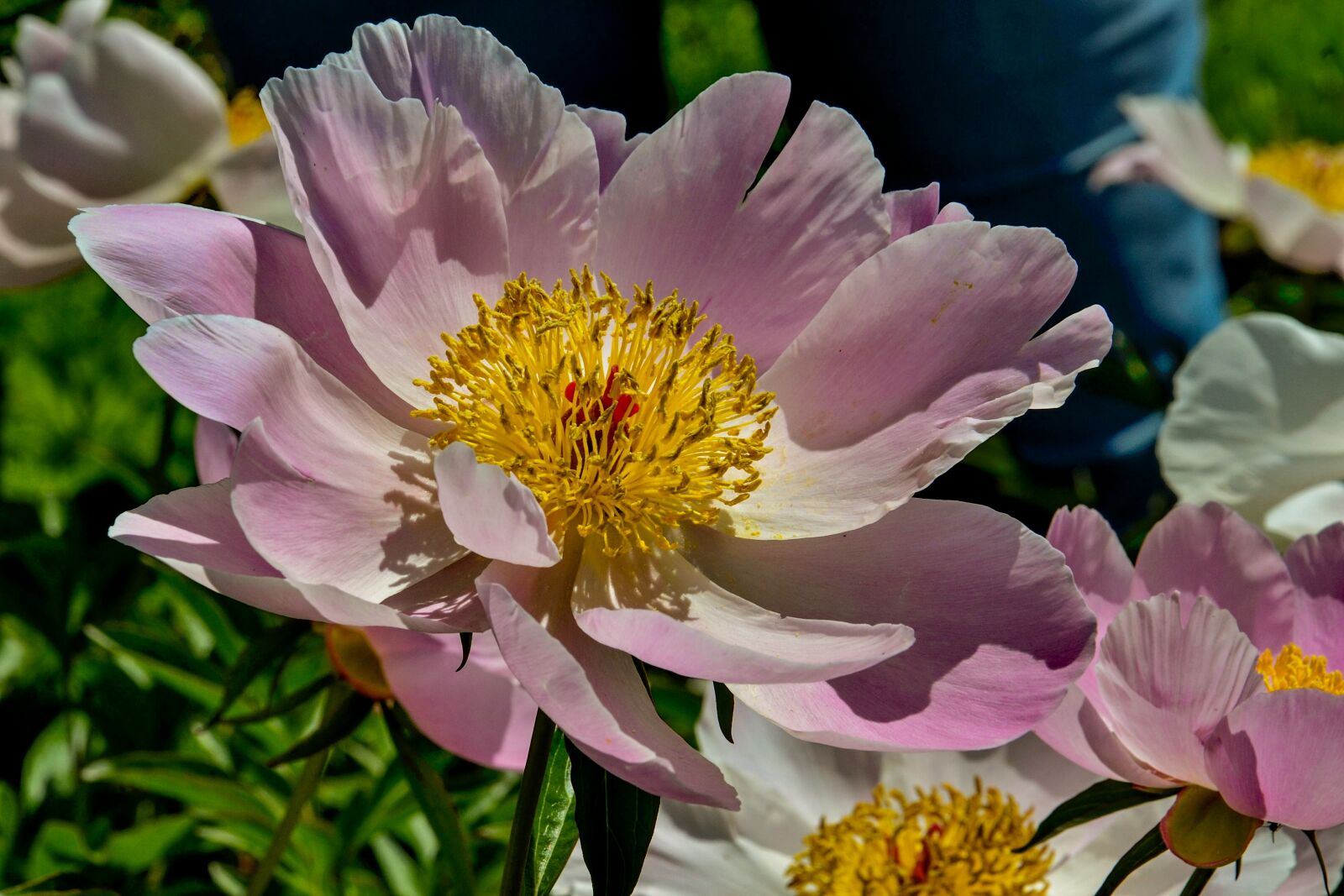 Nikon D3100 sample photo. Peony, flower, pink photography