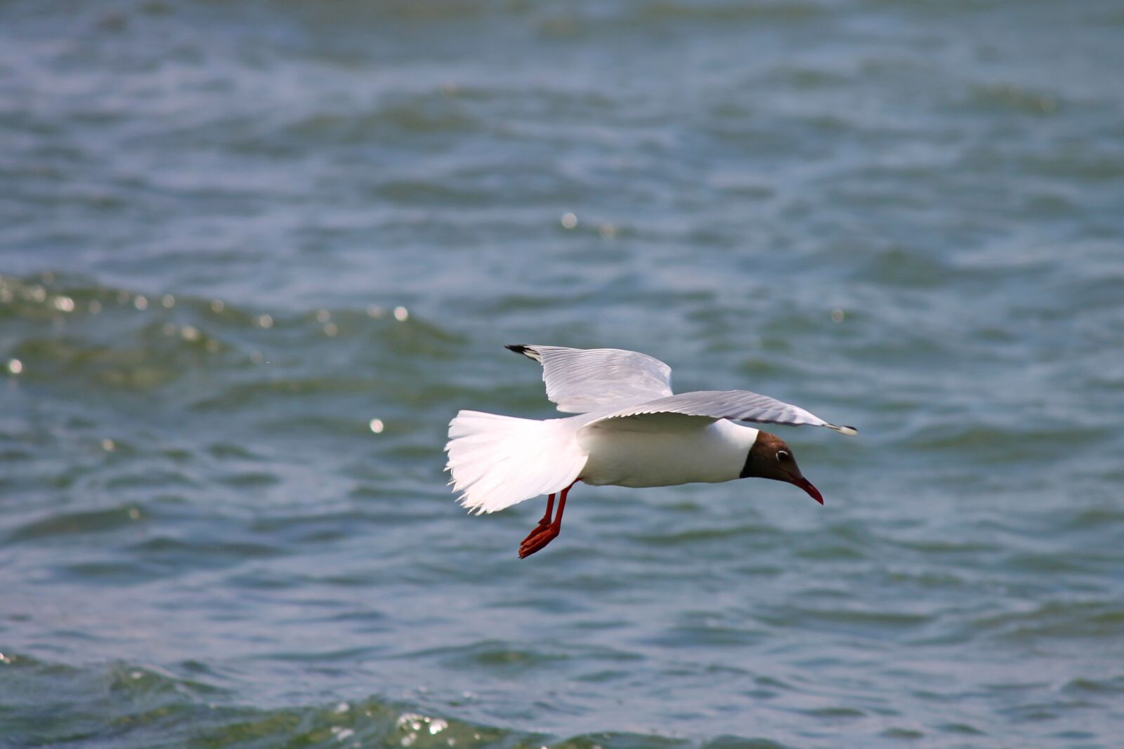 Canon EOS 1100D (EOS Rebel T3 / EOS Kiss X50) sample photo. Black headed gull, seagull photography